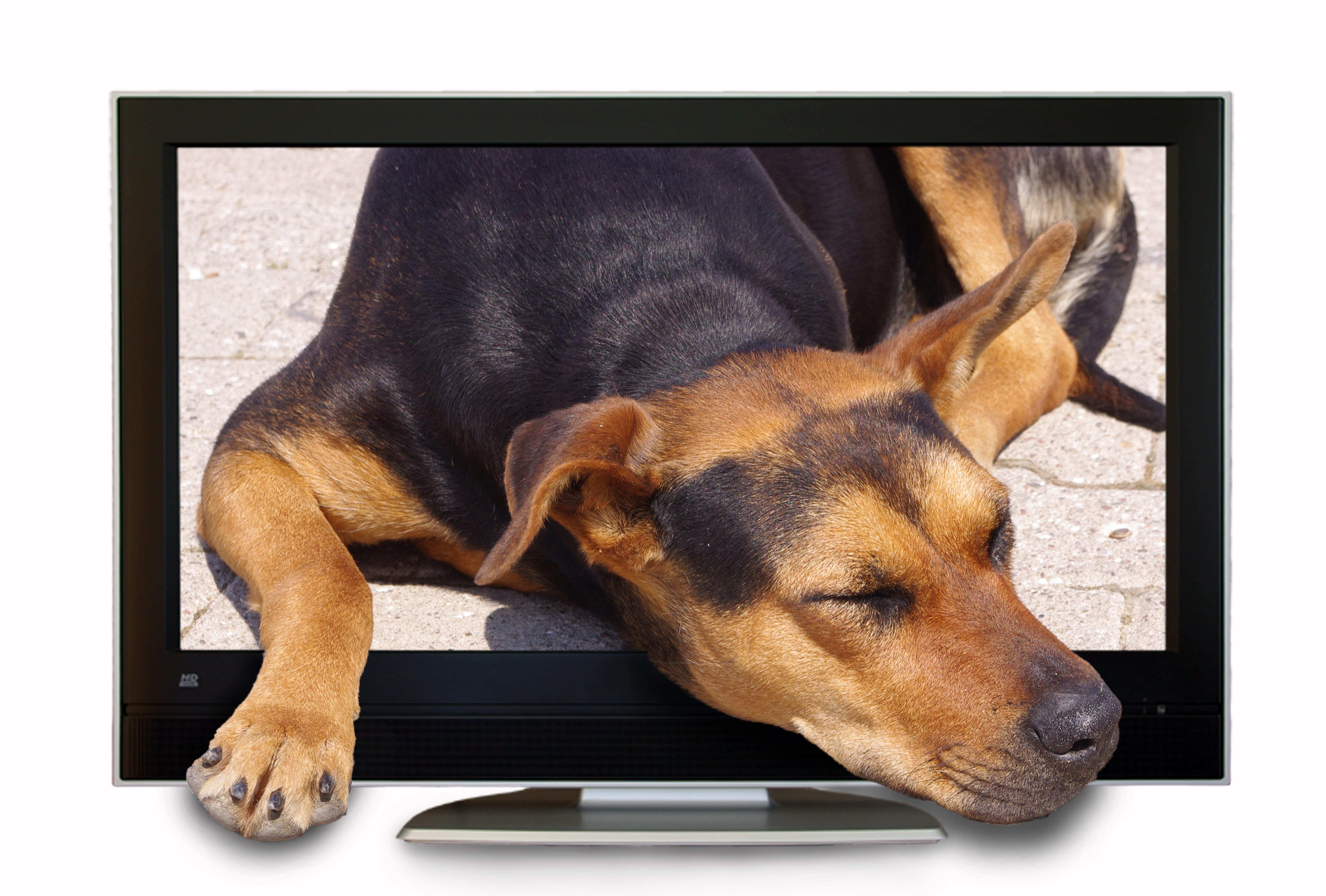 hybrid, relaxation, animal themes, one animal, rest, lying down, canine, mammal, Photo Montage, looking, communication, Tv, technology, brown, mammals, HD Wallpaper