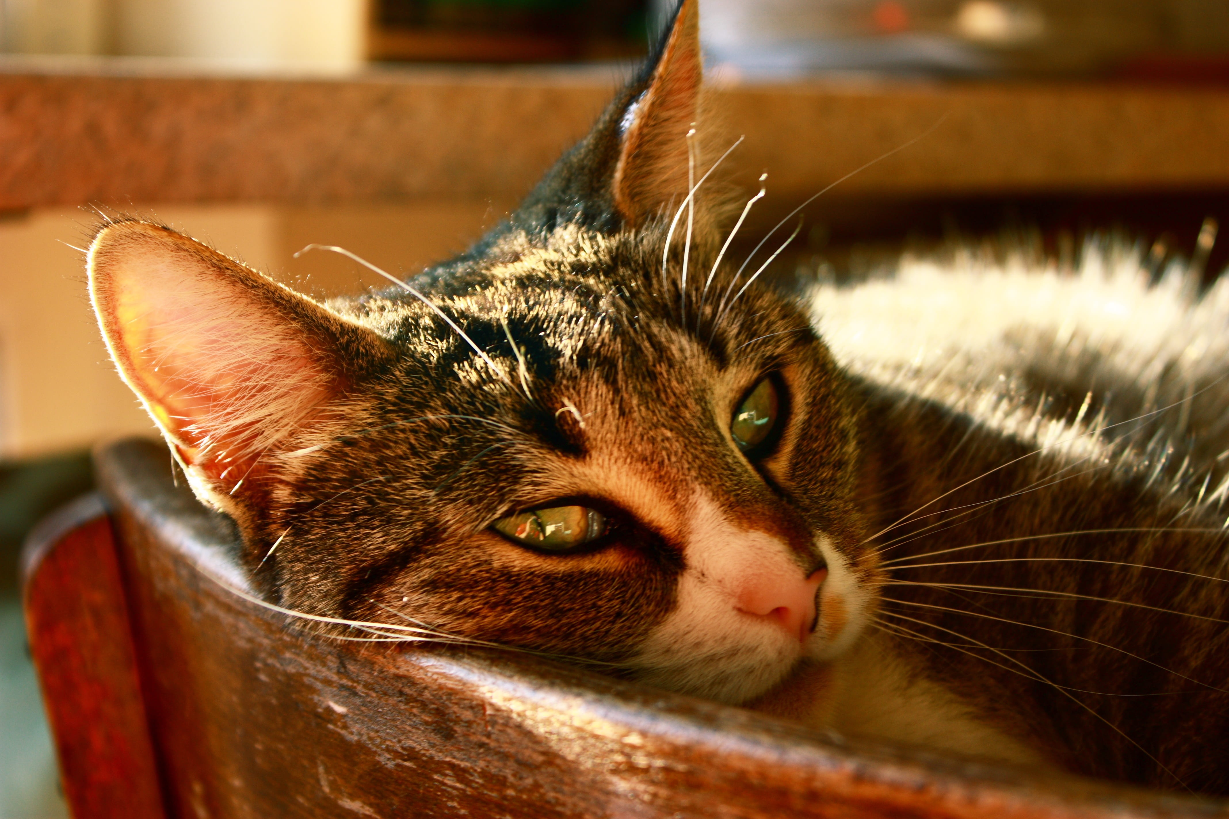 animal, lying, chair, no people, feline, cat, one animal, 4K, tabby, mammal, easily, pet, sleep, focus on foreground, indoors, portrait, velvet paw, schnurrhare, HD Wallpaper