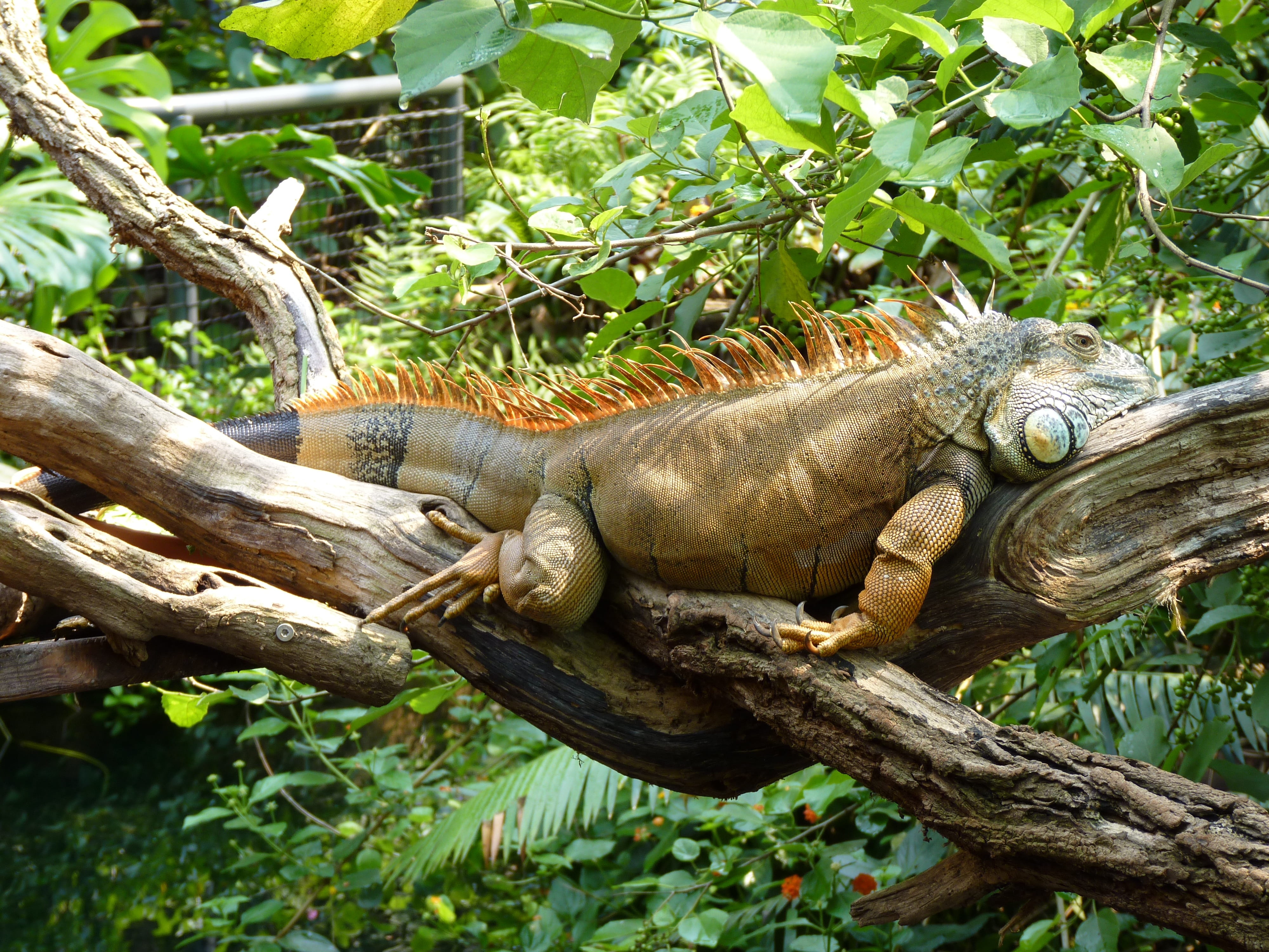 day, no people, lazy, plant, zoo, brown, rest, profile view, green, animals in the wild, reptile, animal themes, one animal, outdoors, animal wildlife, HD Wallpaper