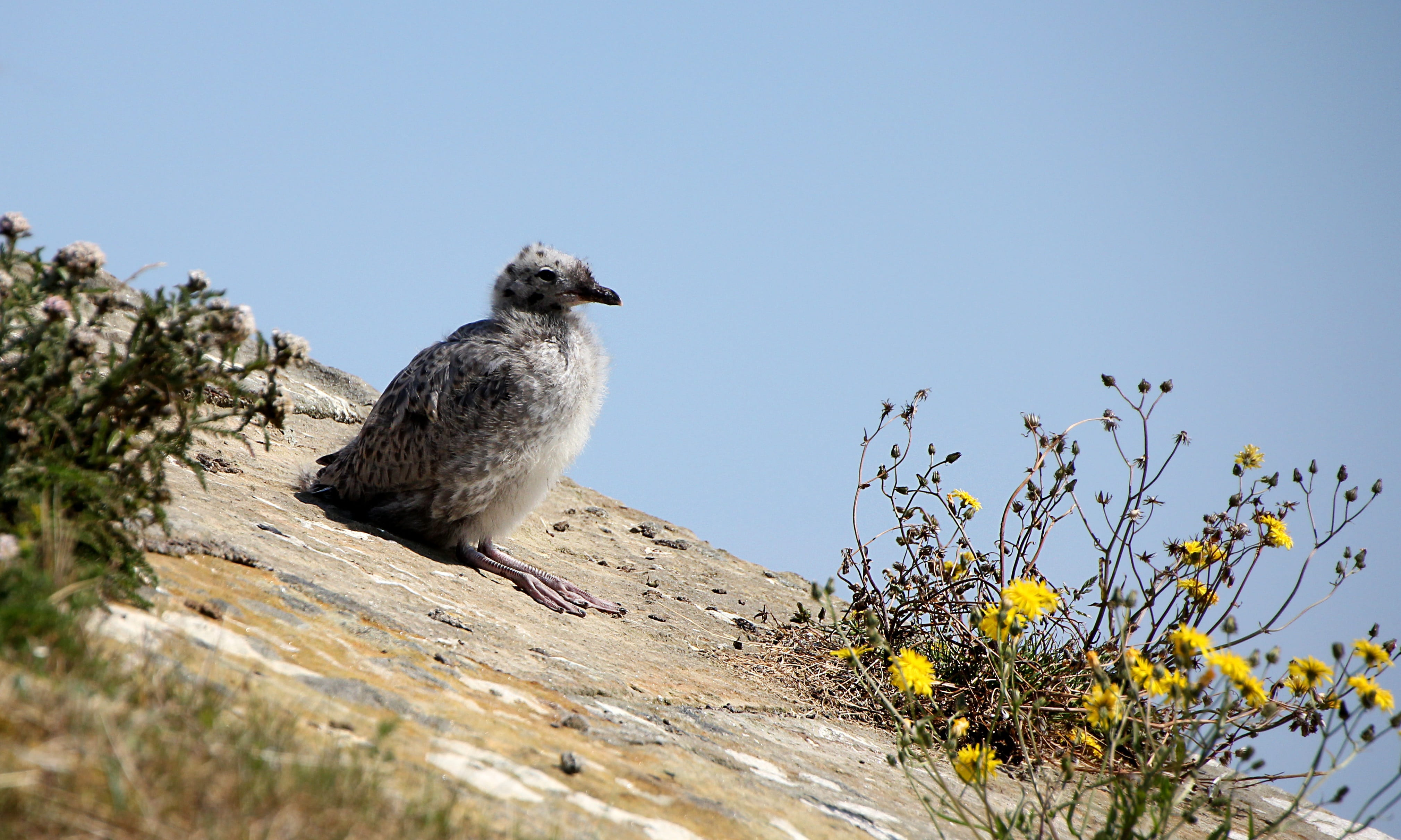 seagull, legs, no people, concerns, chill, rest, plant, animal themes, young, easily, solid, 4K, day, portrait, one animal, bird, sunny, strange, vertebrate, HD Wallpaper
