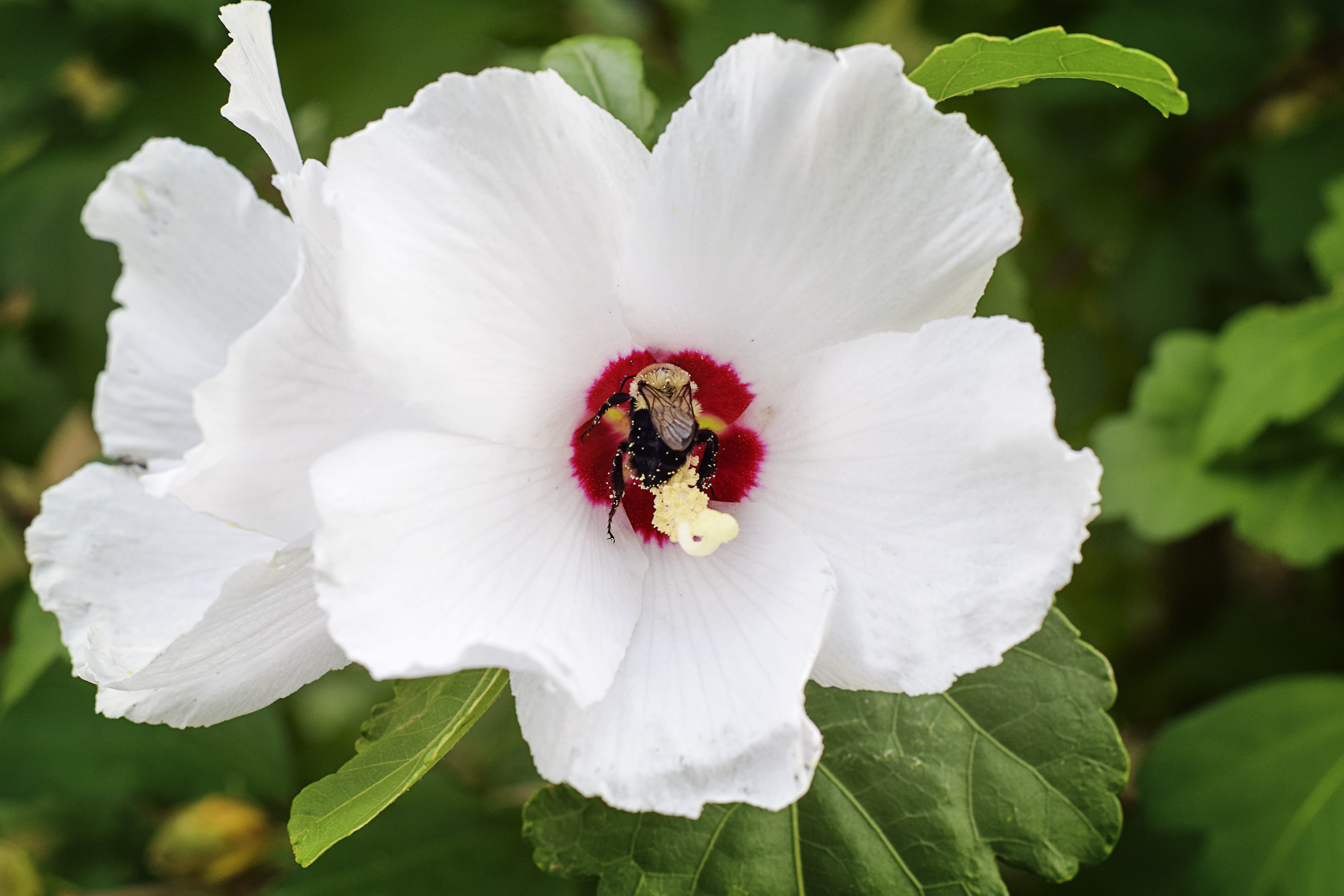 portrait, flower head, freshness, daytime, nectar, pollen, red, flower, plant, springtime, summer, no people, pink, davies designs photography, wing, pollinating, HD Wallpaper