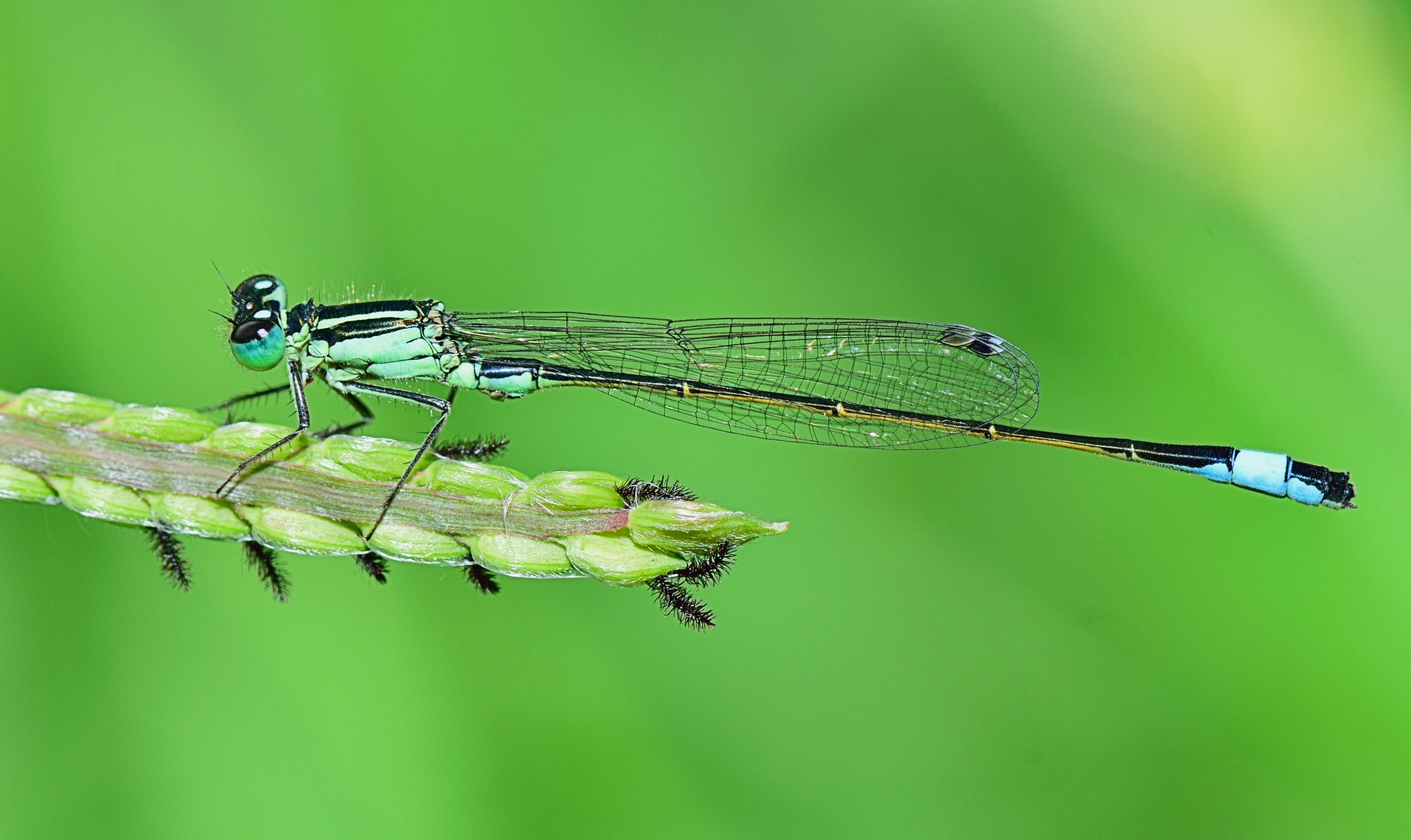 wasp, macro, winged insect, animal wing, bee, dew, green color, vegetable, colored background, animal body part, dragonfly, one animal, vegetation, invertebrate, HD Wallpaper