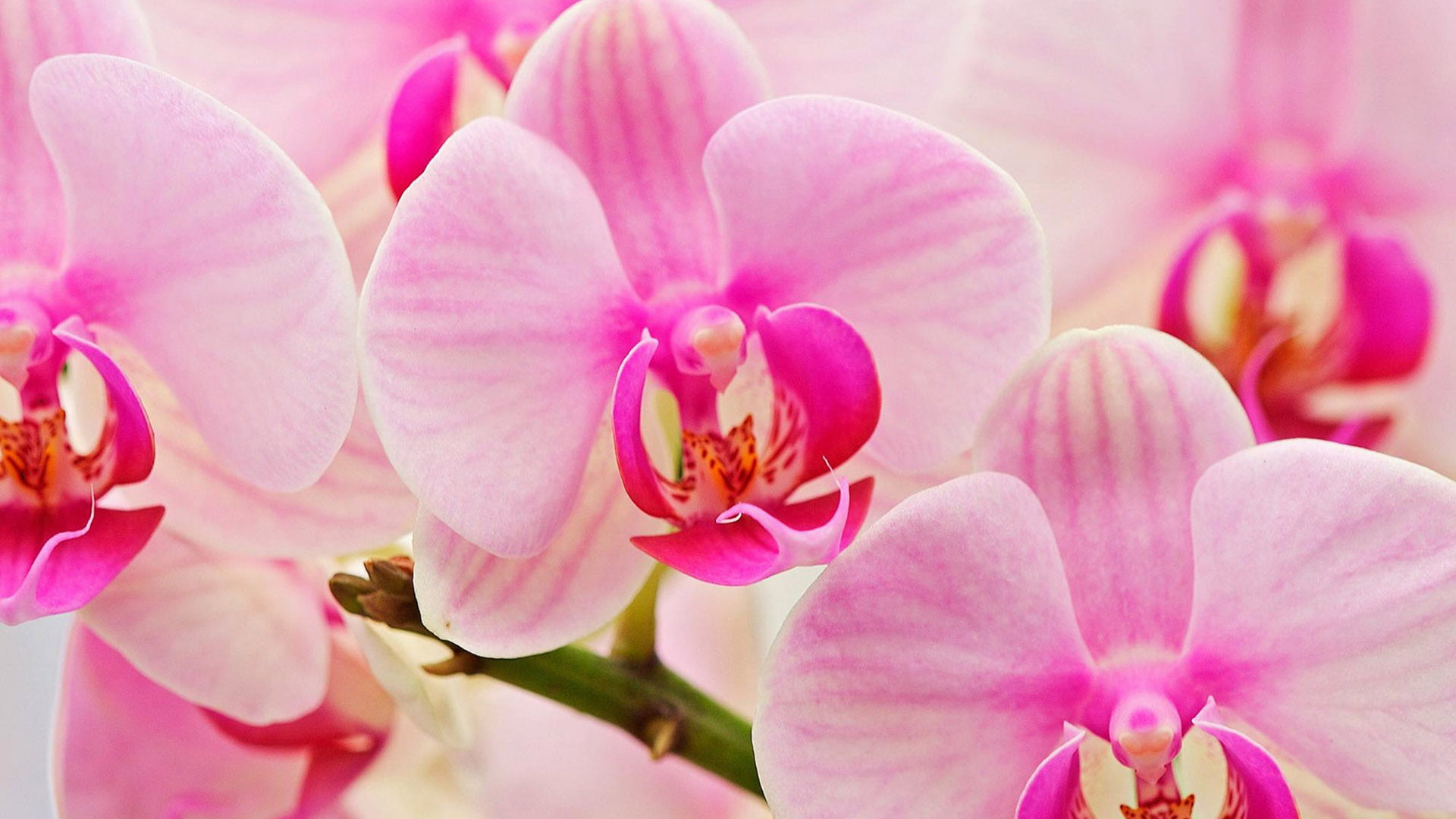 botany, plant, fragility, pollen, leaf, natural, no people, decoration, vulnerability, growth, inflorescence, summer, spring, focus on foreground, floral, HD Wallpaper