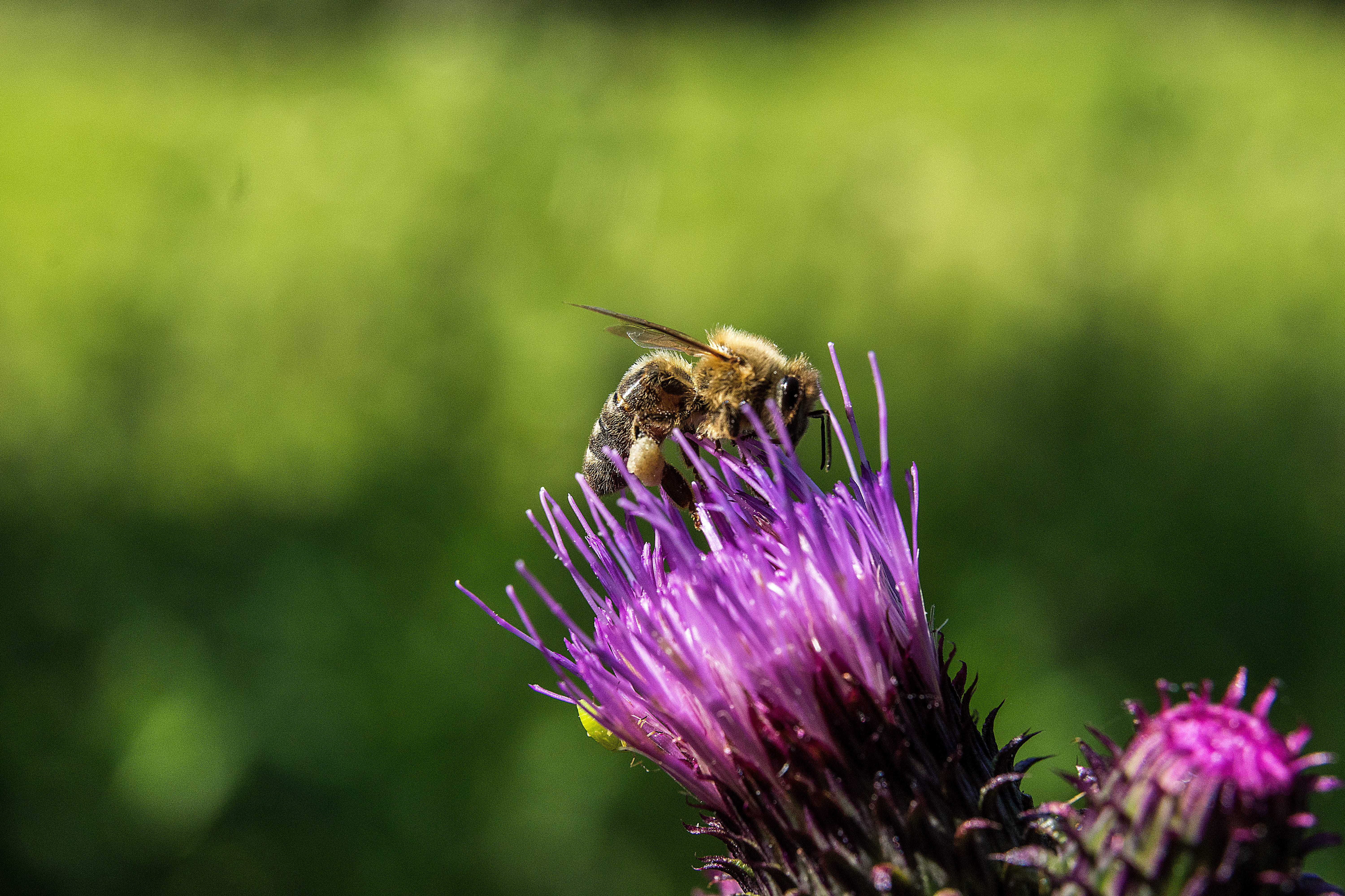apis, bumblebee, sprinkle, beauty in nature, colorful, garden, plant, fragility, Bloom, nature, close-up, back light, pollen, growth, Insect, Blossom, pollination, HD Wallpaper