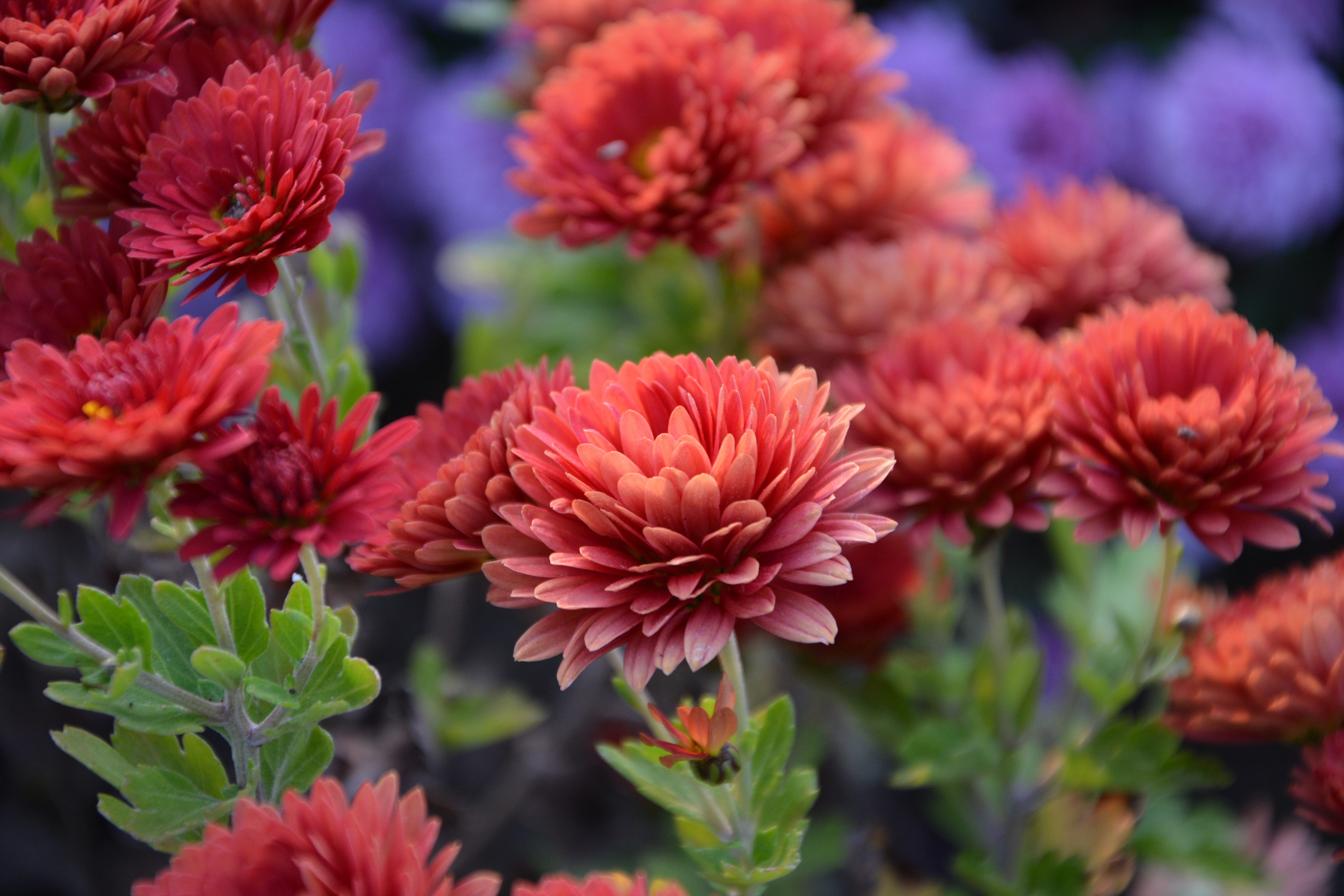 fresh, turkey, autumn flowers, morcicek, the leaves are, flower arrangement, focus on foreground, environmental, selective focus, no people, beauty, outdoors, HD Wallpaper
