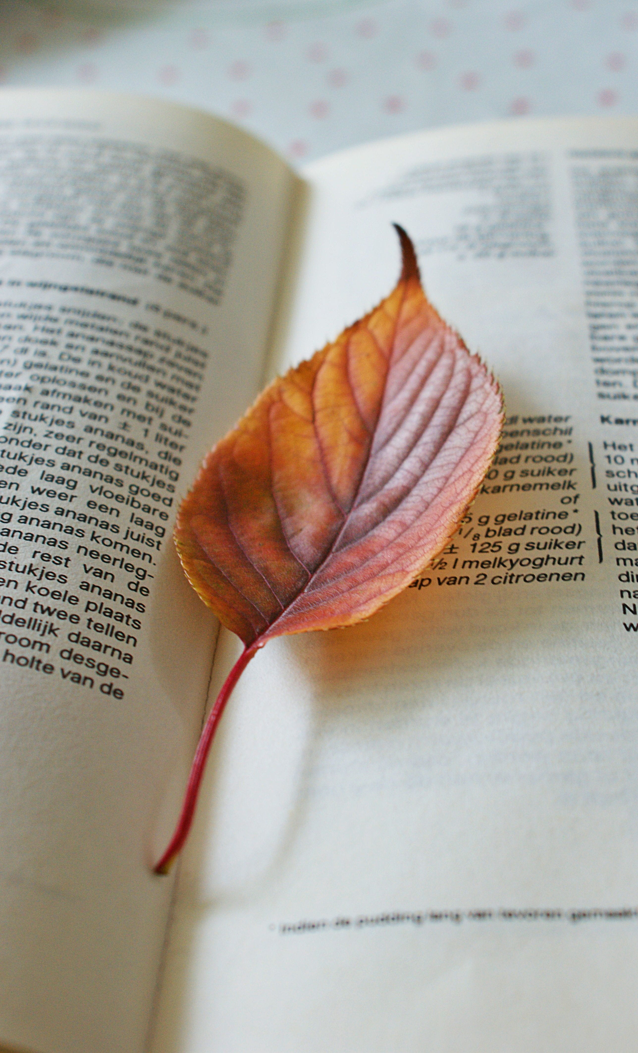 colors, paper, nature, plant part, publication, page, still life, close-up, save, autumn leaf, table, indoors, autumn, selective focus, veins, education, Phone HD Wallpaper