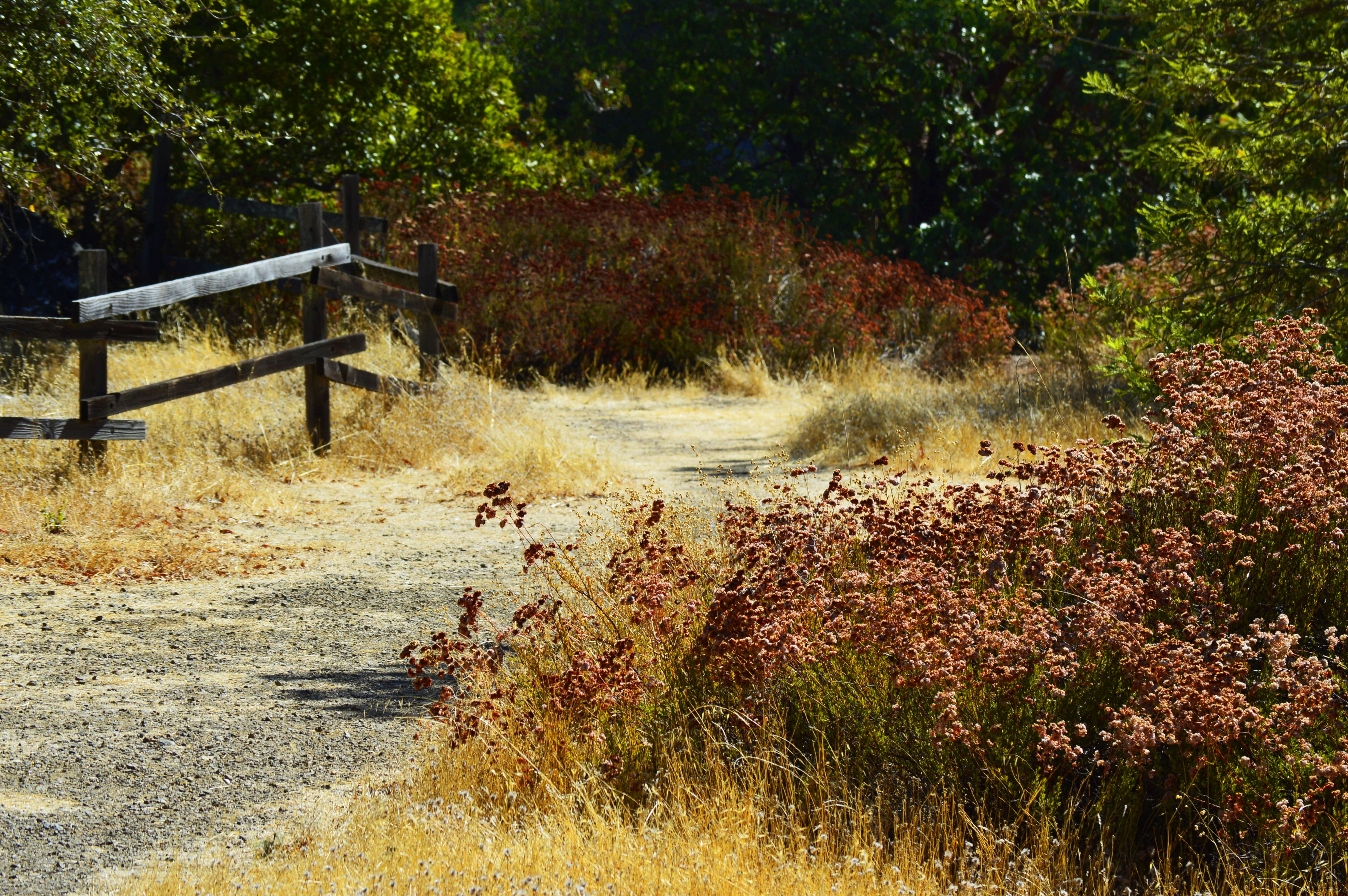 valley, wood, summer, sonoma, countryside, fall, bushes, fence, weed, flowing, grass, plant, walkway, 4K, growth, trees, no people, autumn, field, red, HD Wallpaper