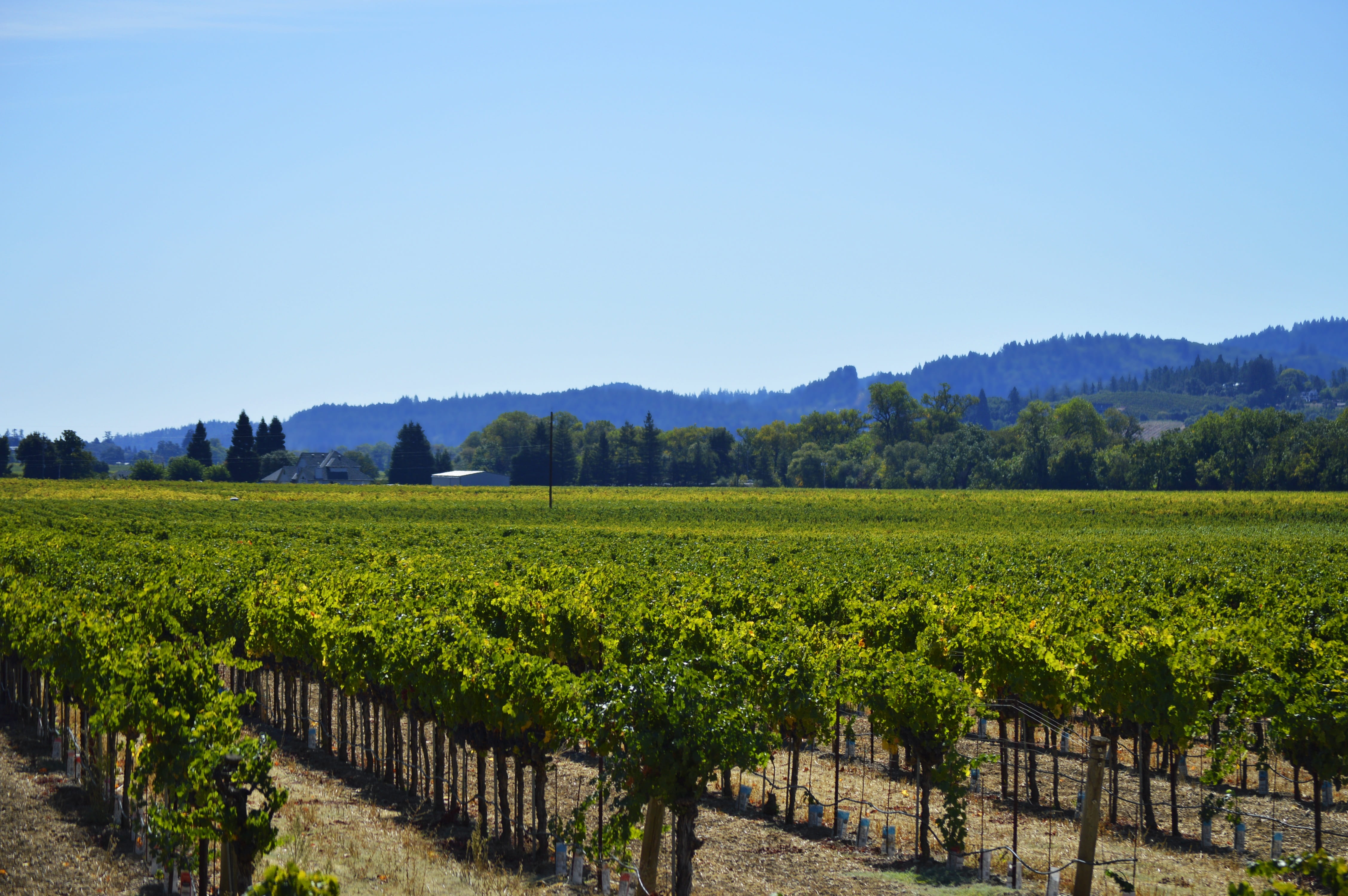 land, plant, summer, viticulture, rural scene, plantation, fresh, september, healdsburg, 4K, beauty in nature, vines, blue, rip, county, wine, winery, HD Wallpaper