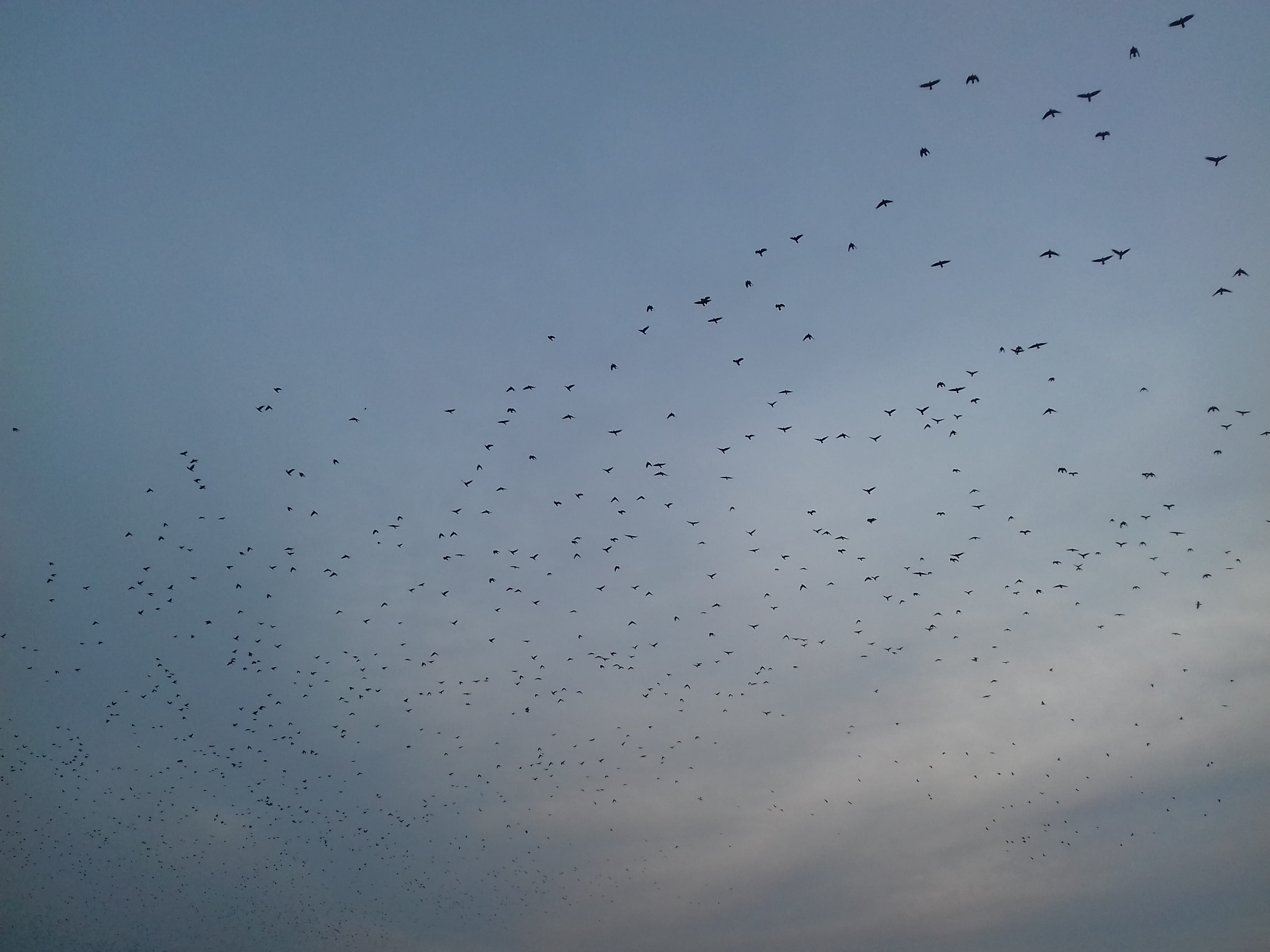 flock of birds, flying, day, poland, bird, blue, no people, silhouette, large group of animals, animal, group of animals, vertebrate, low angle view, 2K, HD Wallpaper