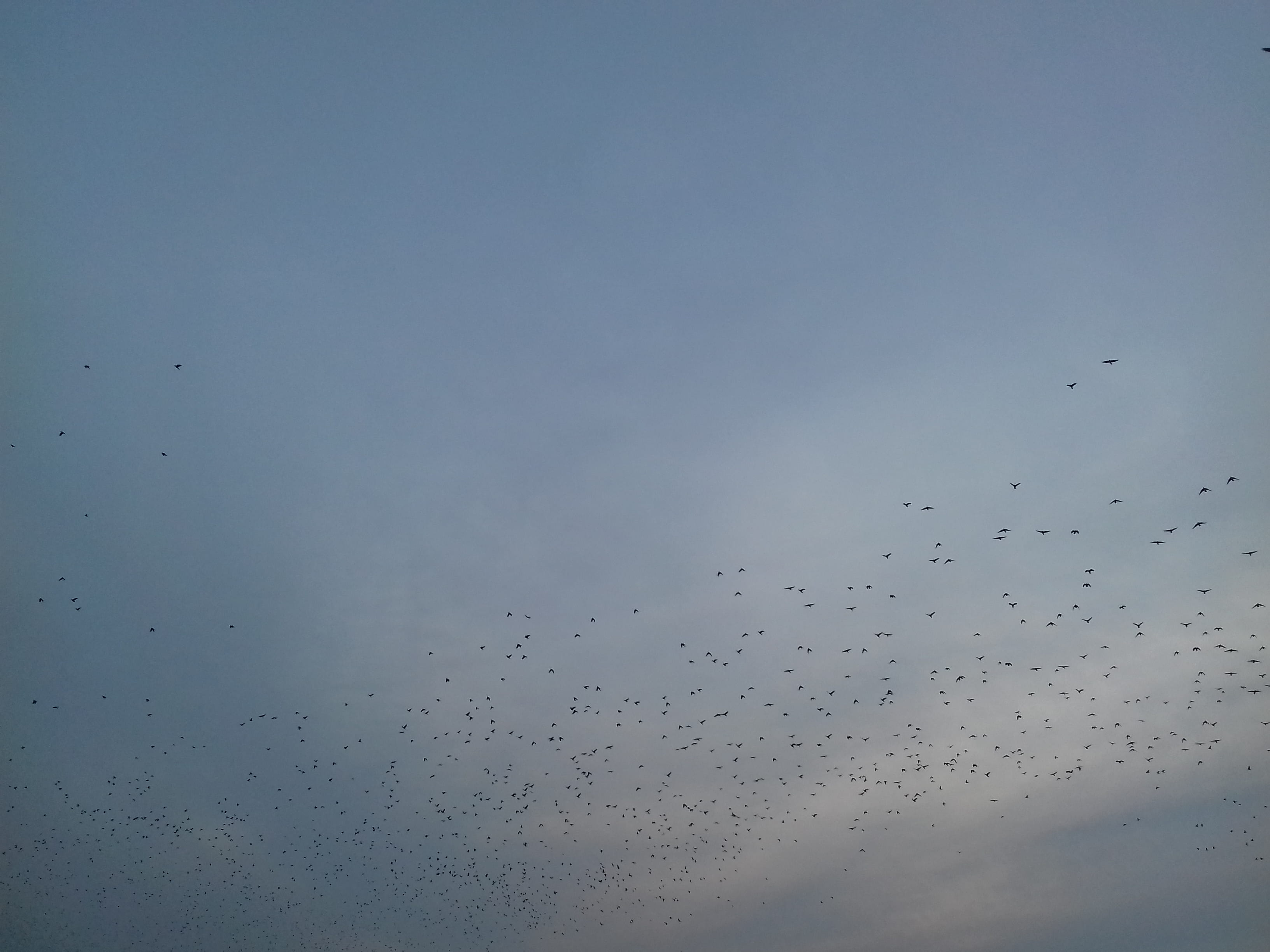 cloud - sky, no people, vertebrate, animal, animals in the wild, poland, day, 2K, motion, nature, sky, low angle view, bird, beauty in nature, mid-air, HD Wallpaper