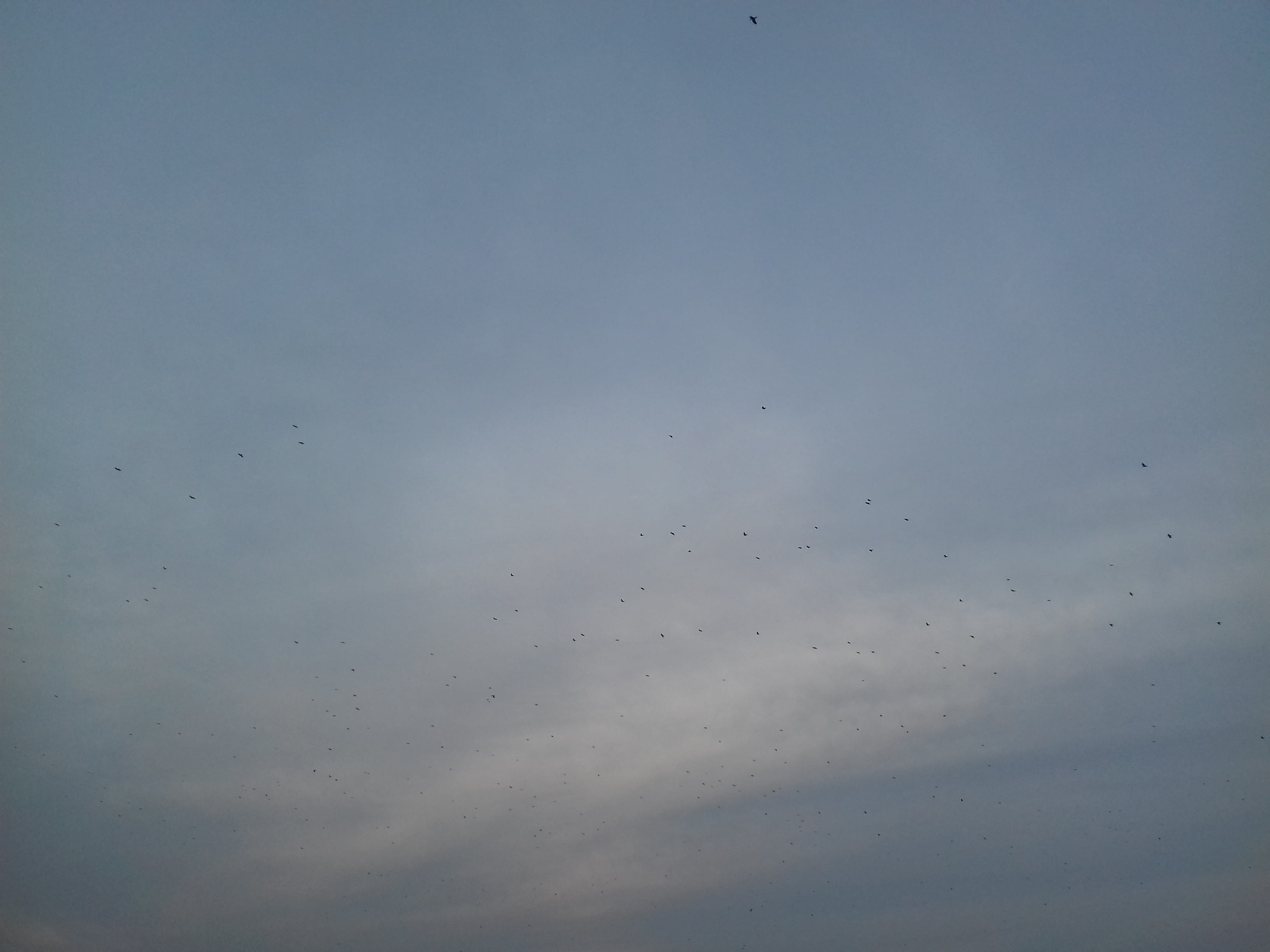 full frame, animal, no people, 2K, vertebrate, torun, flying, day, backgrounds, flock of birds, outdoors, cloud - sky, blue, meteorology, bird, beauty in nature, HD Wallpaper