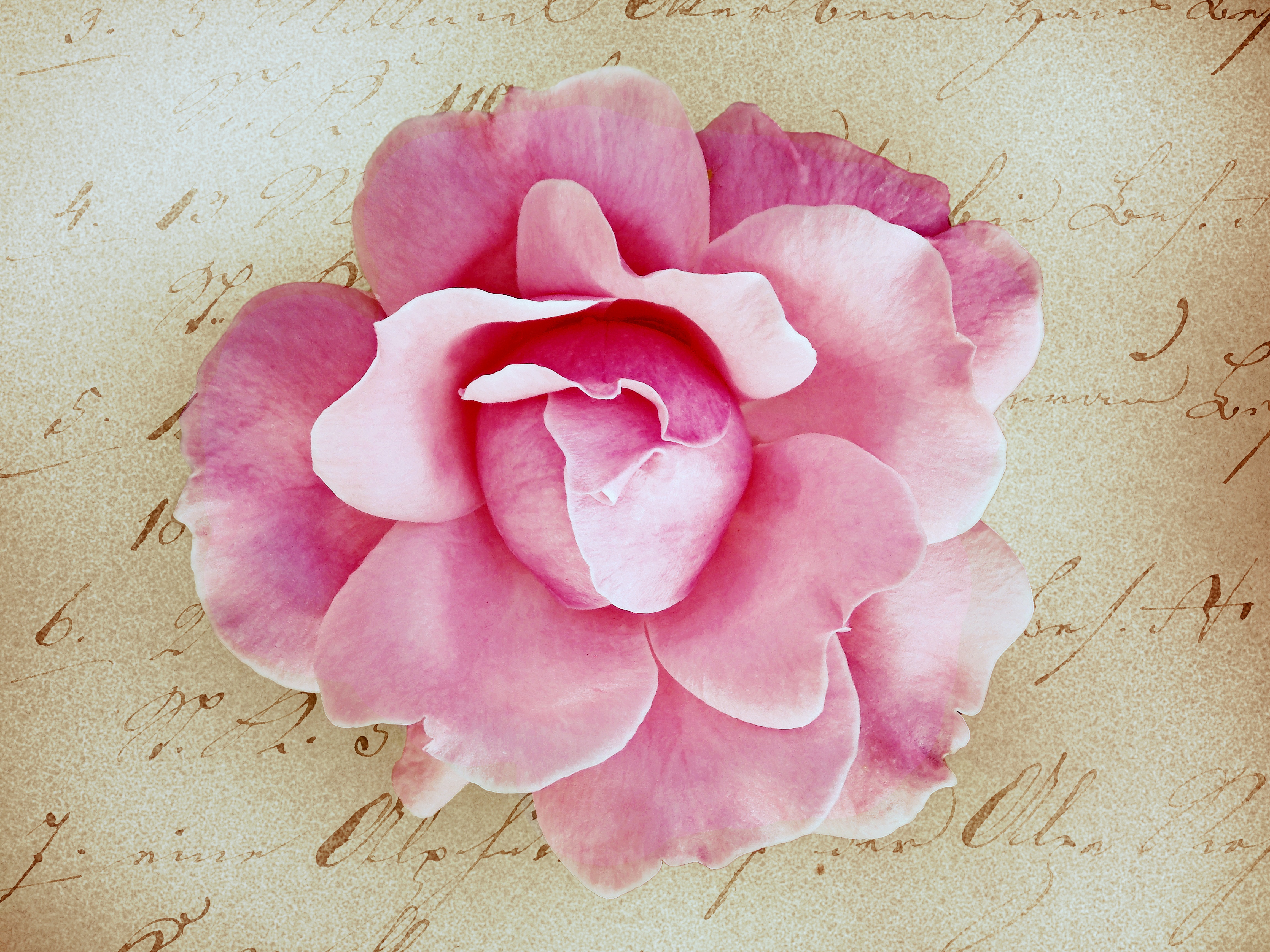 freshness, inflorescence, outdoors, fragility, pink, flower, high angle view, pink Color, greeting card, vulnerability, positive emotion, directly above, HD Wallpaper