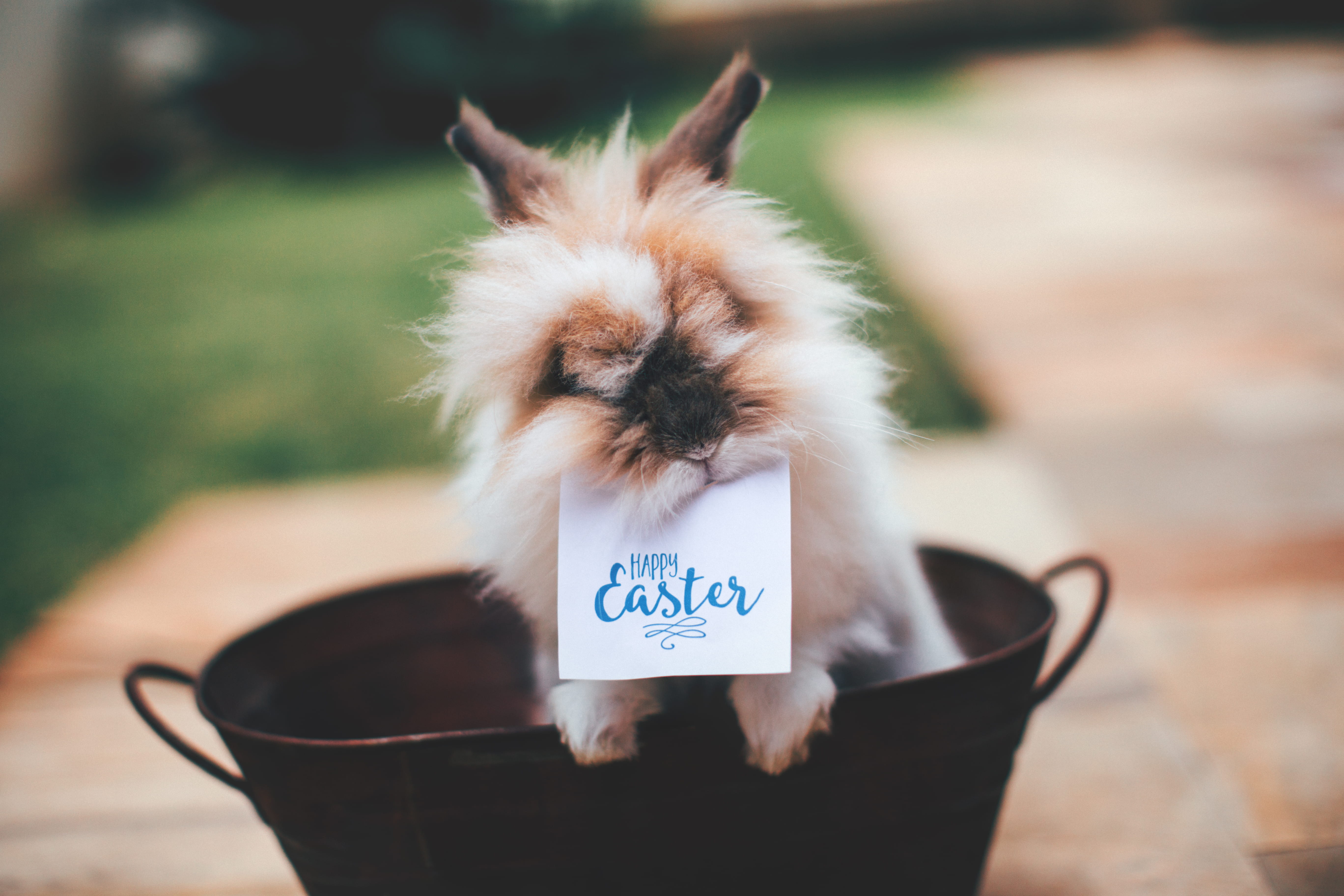 animal body part, happy, breed, one animal, little, easter bunny, flower pot, pet, standing, mammal, easter card, domestic, 5K, cute, bunny, mouth, text, HD Wallpaper