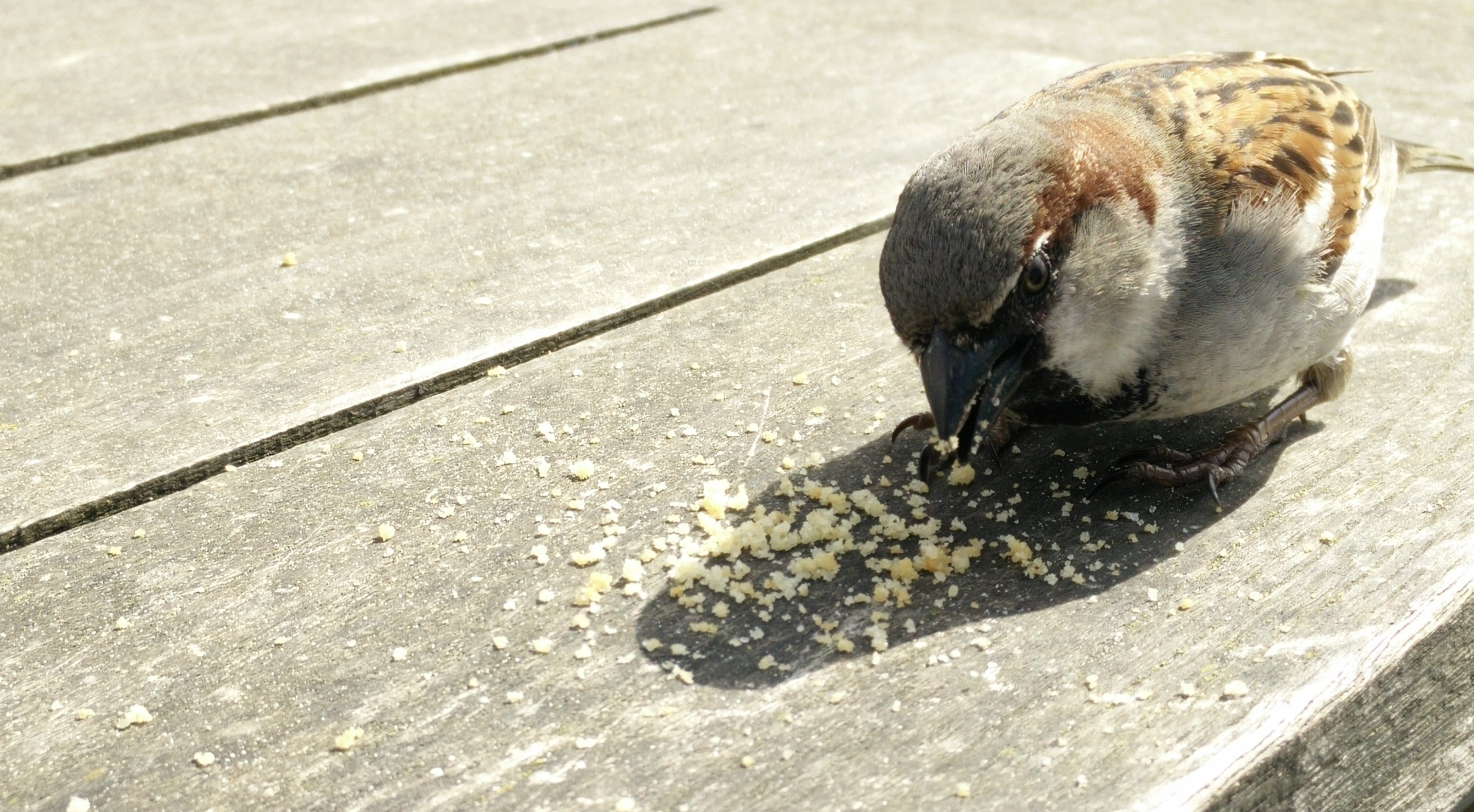 bird, gray, mammal, feline, wooden, eurasian, beak, day, 4K, crumbs, surface, cat, animals in the wild, outdoors, wildlife, bread, mus, sparrow, carry, HD Wallpaper