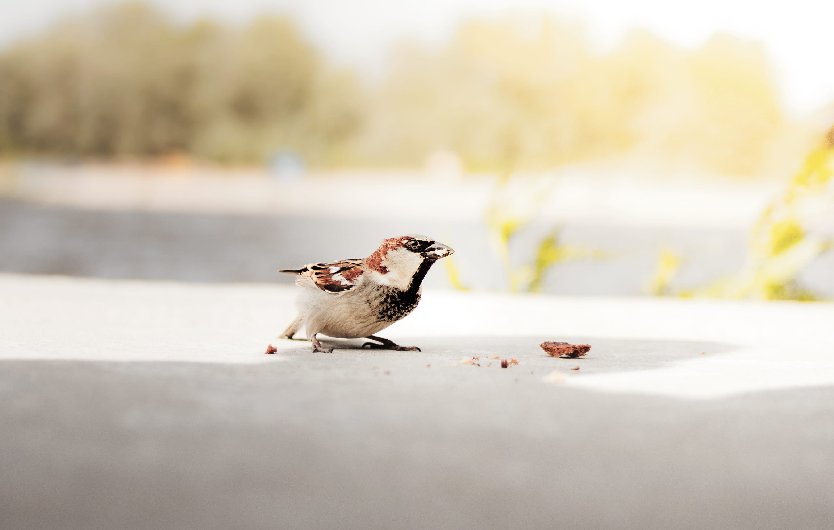 white, brown, small, one animal, feathers, mammal, animals in the wild, sunlight, little, feeding, sparrow, vertebrate, eating, crumbs, food, blur, animal themes, HD Wallpaper