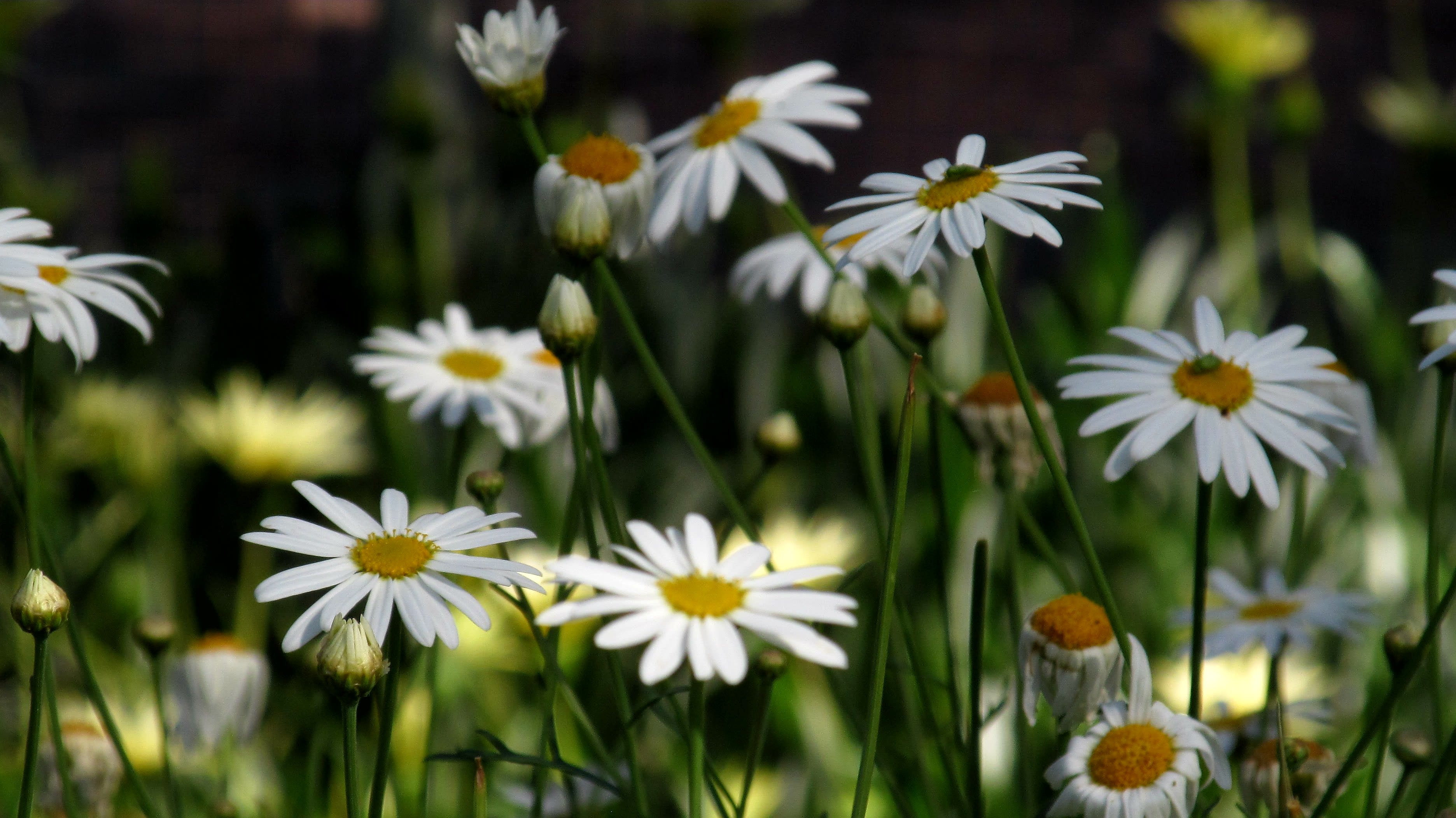 flower, day, 2K, fragility, vulnerability, field, nature, botany, gaza, selective focus, no people, plant, ornamental garden, pollen, daisy, inflorescence, HD Wallpaper