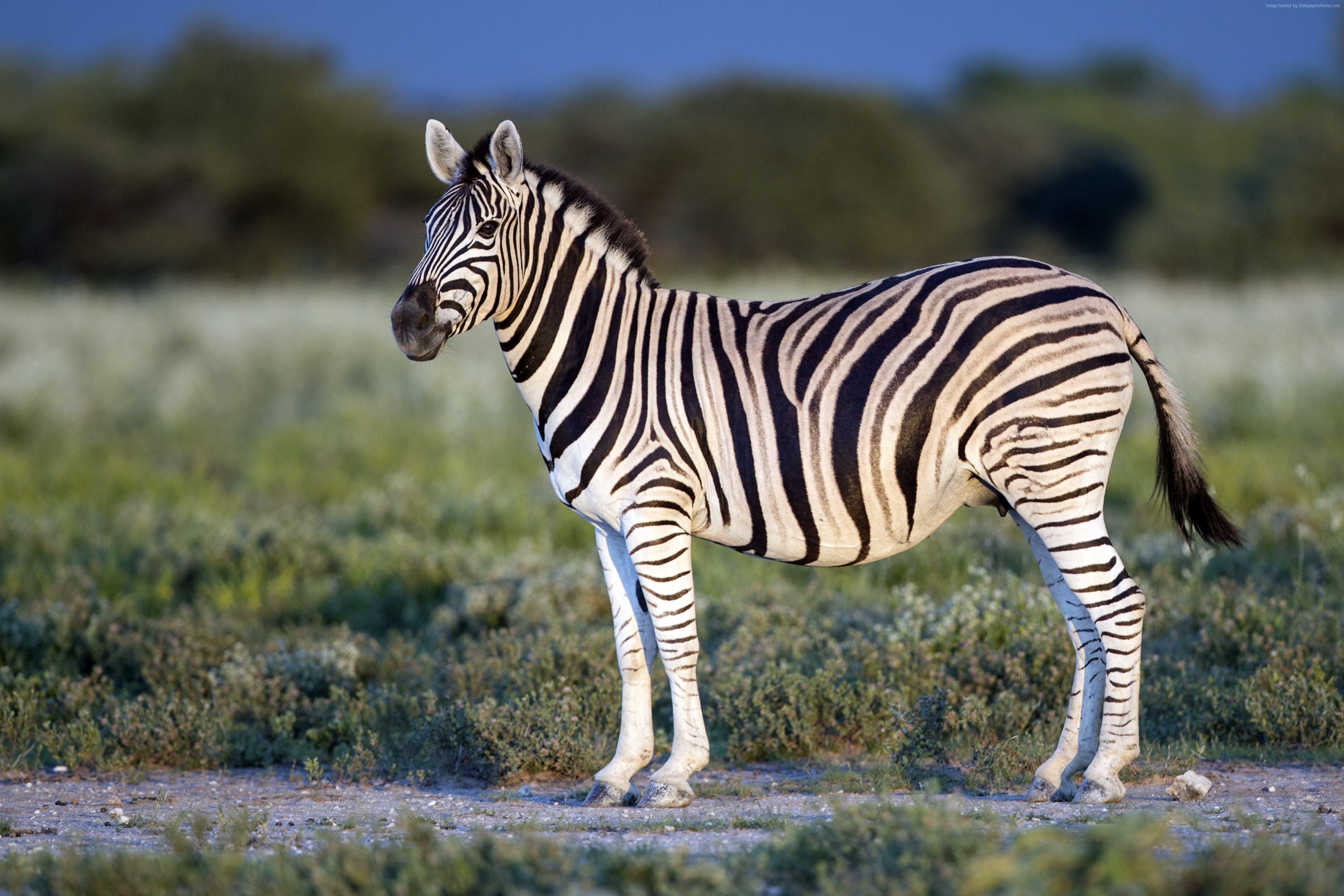 strips, eye, Zebra, Black and White, 4K, HD Wallpaper