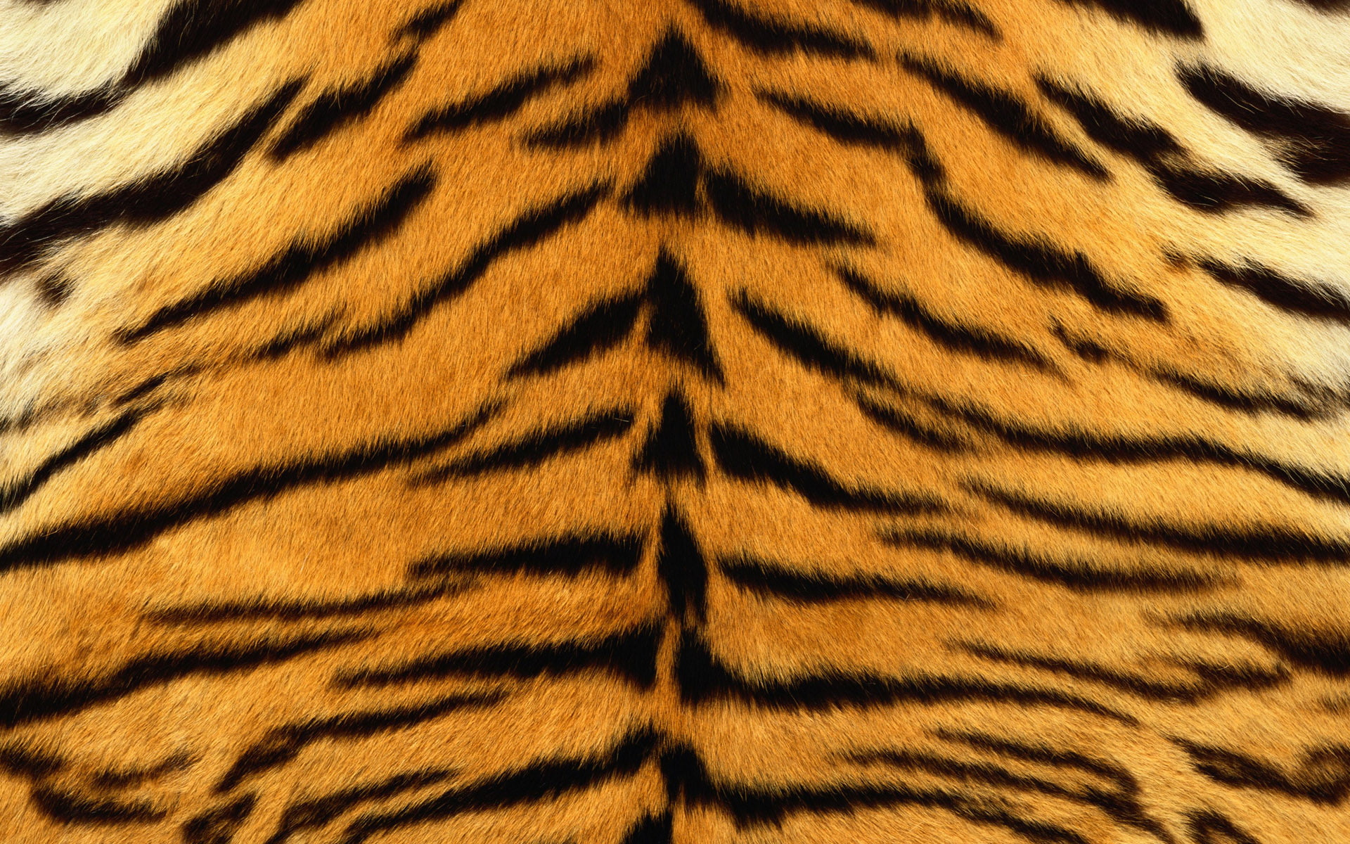 skin, fur, striped, 1080P, tiger, strips, HD Wallpaper