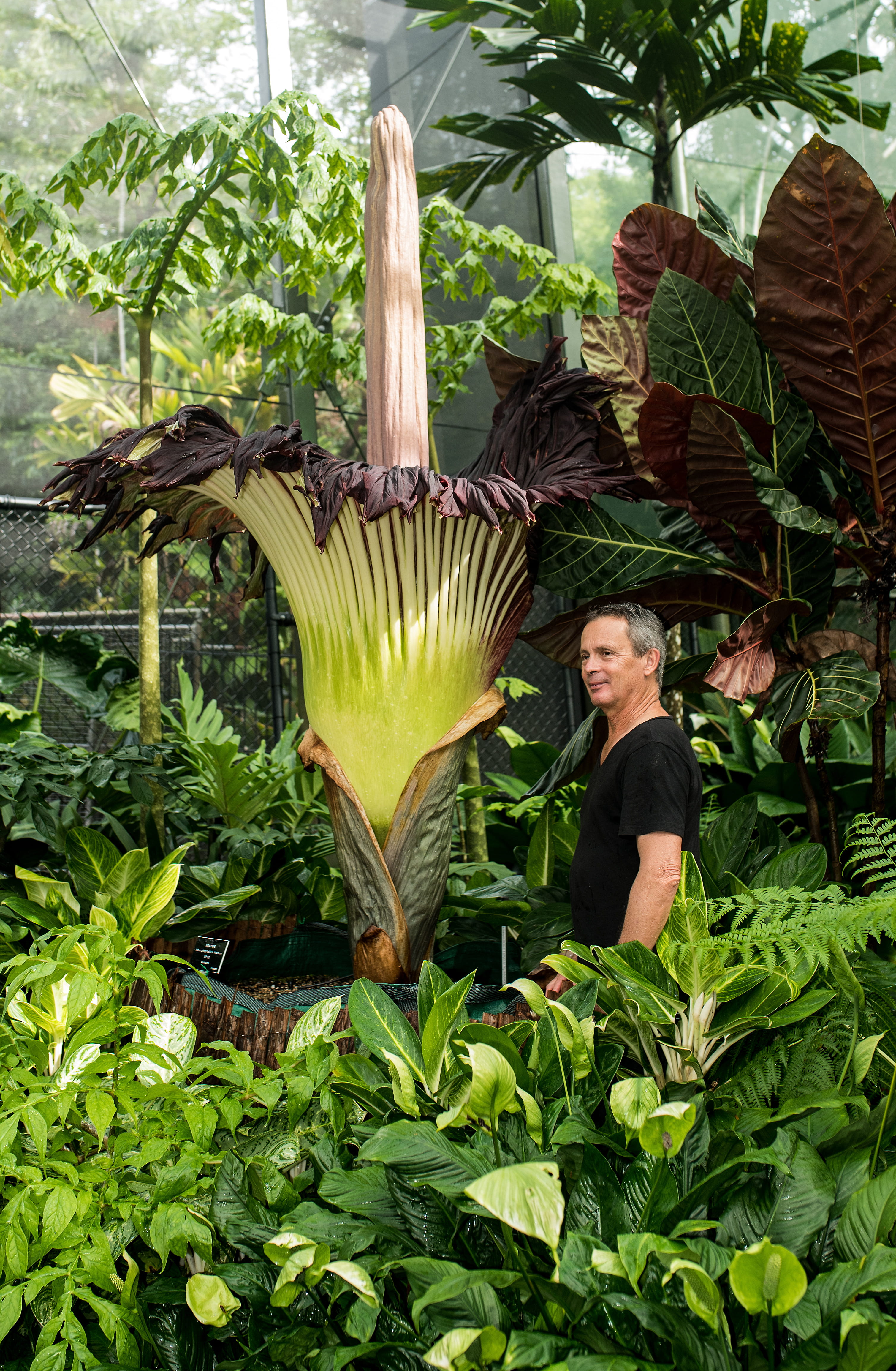 australia, real people, one person, gardens, agriculture, front view, david clode, banana, healthy eating, food and drink, green color, plant, titan arum, Phone HD Wallpaper