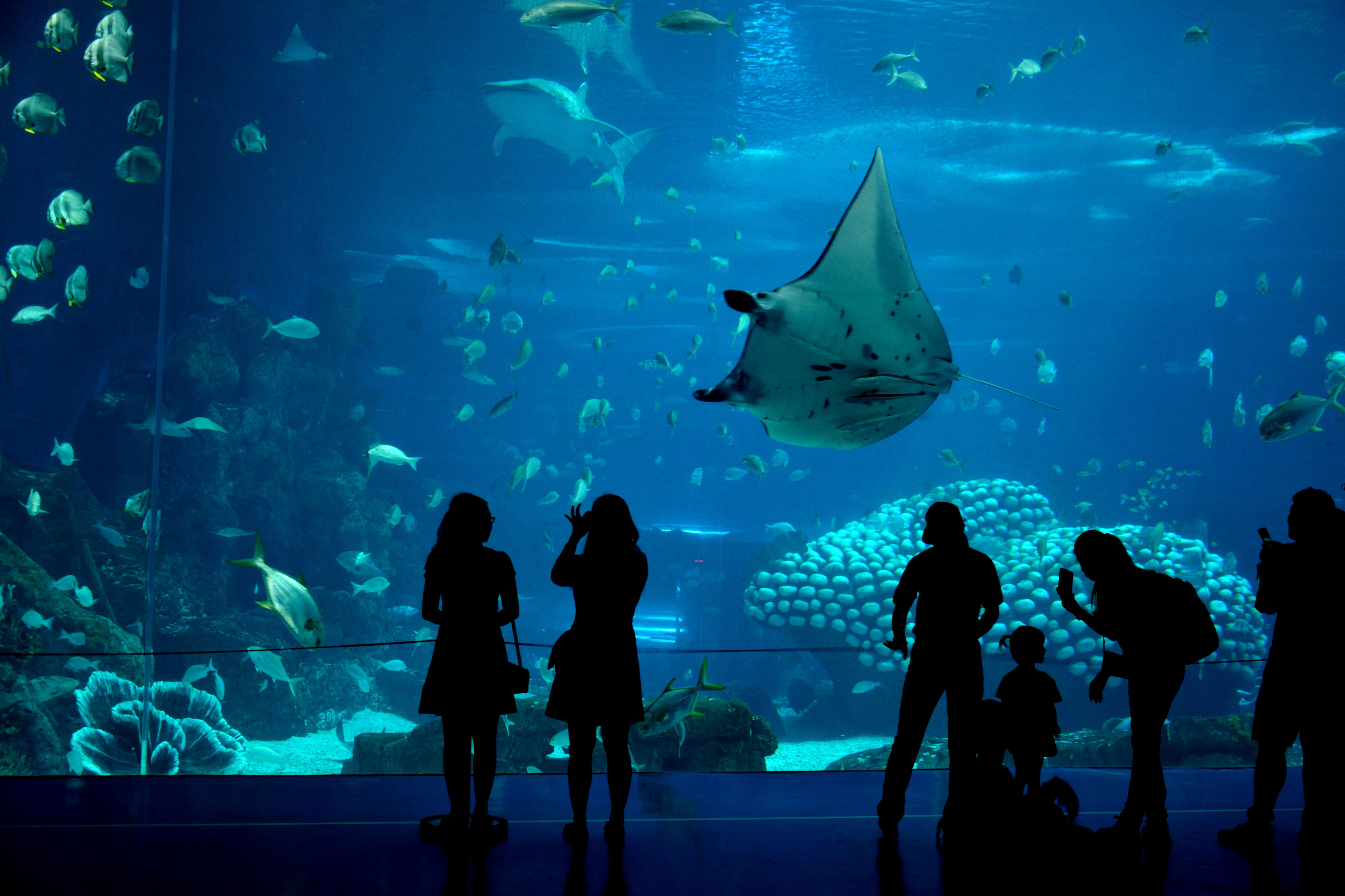 aquarium, blue, transparent, biggest, animal wildlife, animals in captivity, group of animals, vertebrate, sea life, glass - material, china, animal, marine, HD Wallpaper