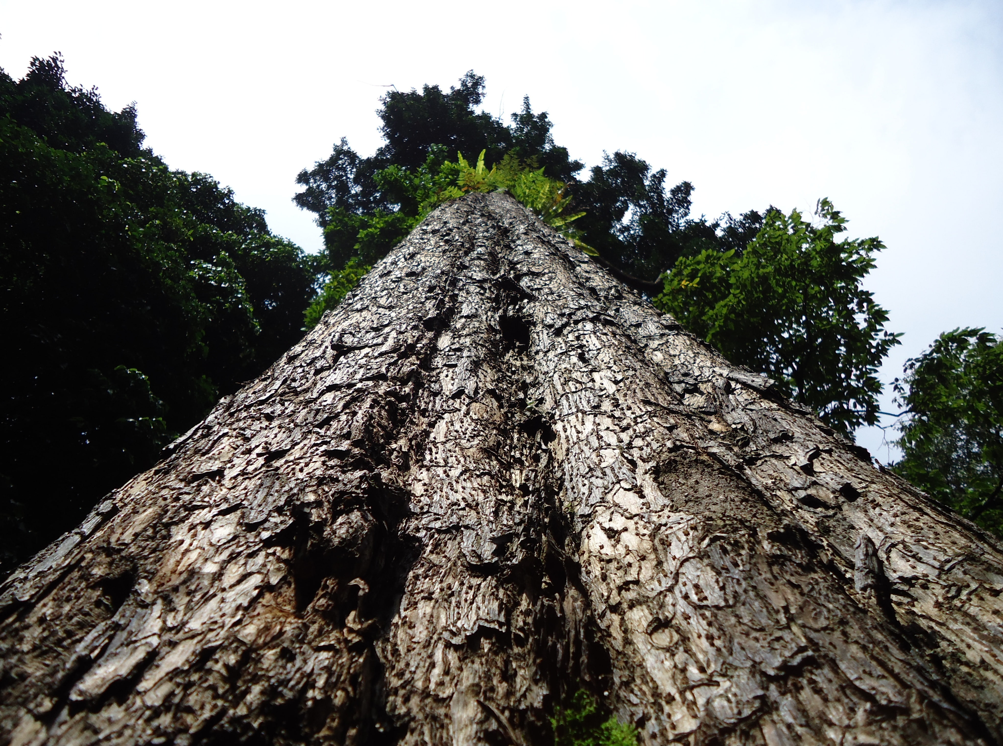 day, directly below, Nature, rough, outdoors, architecture, biggest, sky, tall - high, Indonesia, Forests, plant, clear sky, pattern, trunk, bark, 4K, HD Wallpaper