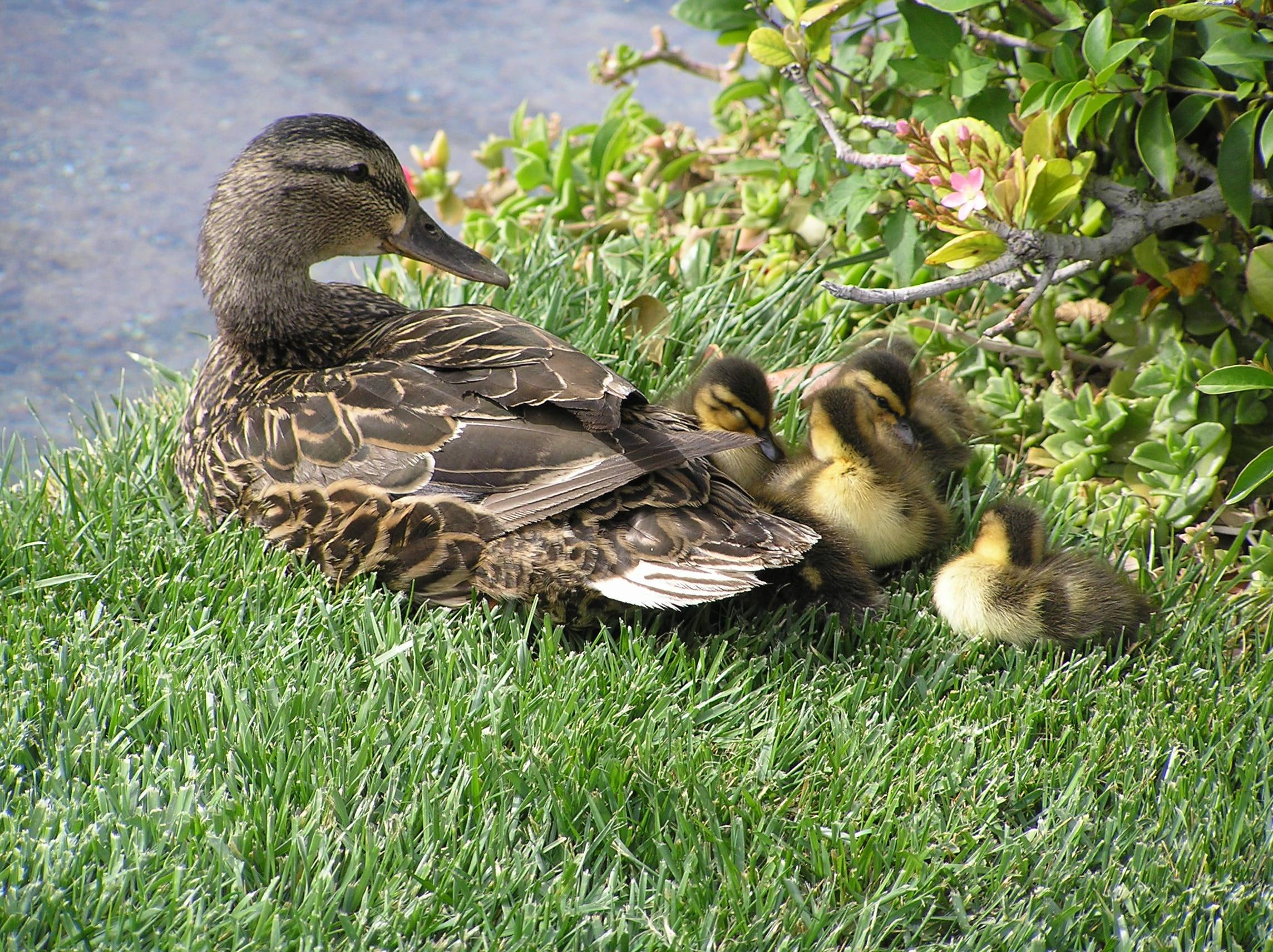 strip, cute, ducklings, 1080P, animals, vegas, ducks, family, HD Wallpaper