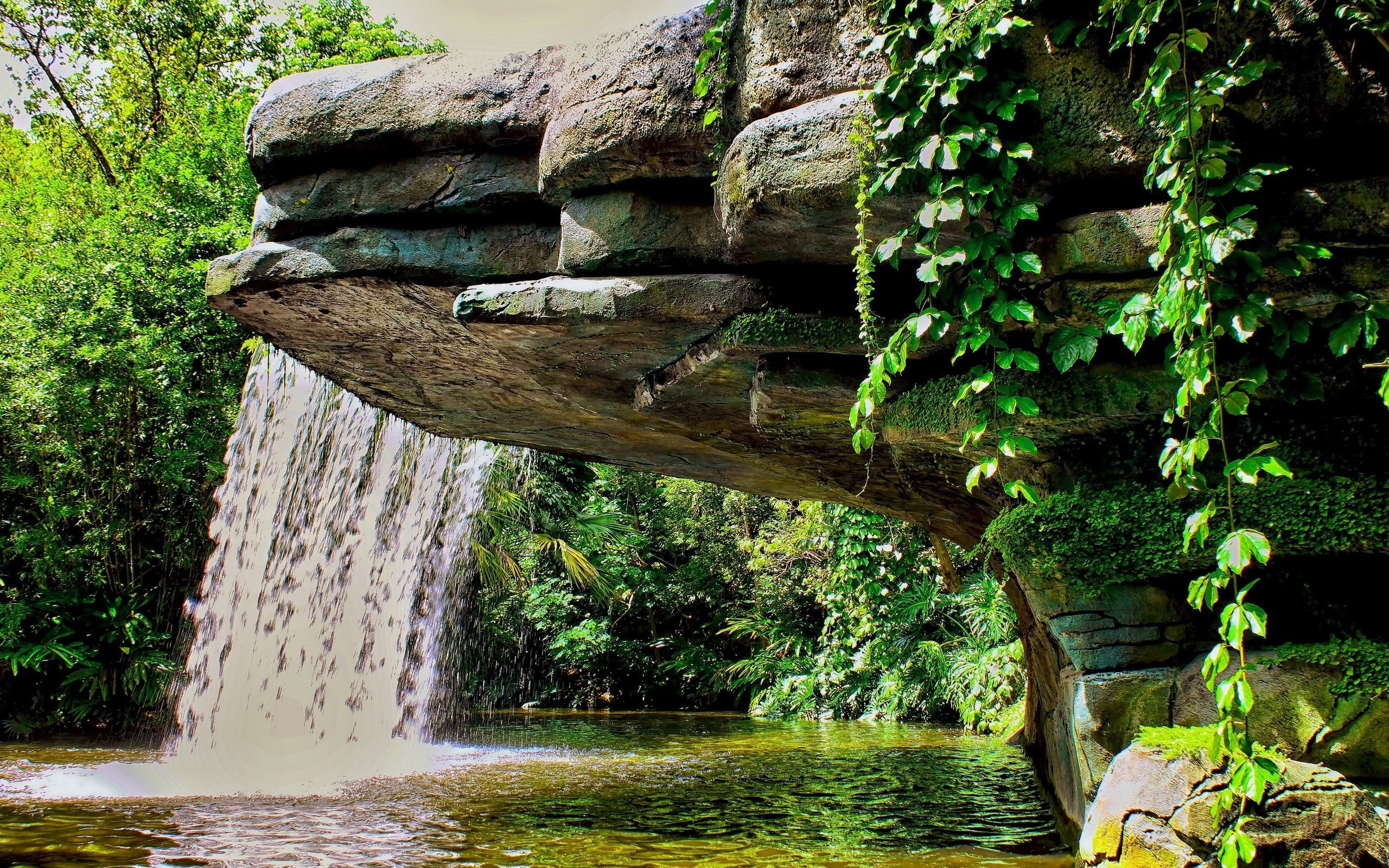Waterfall, 2560x1600, cliff, 4k walpapers, Forest, nature, 2K, tree, hd, HD Wallpaper