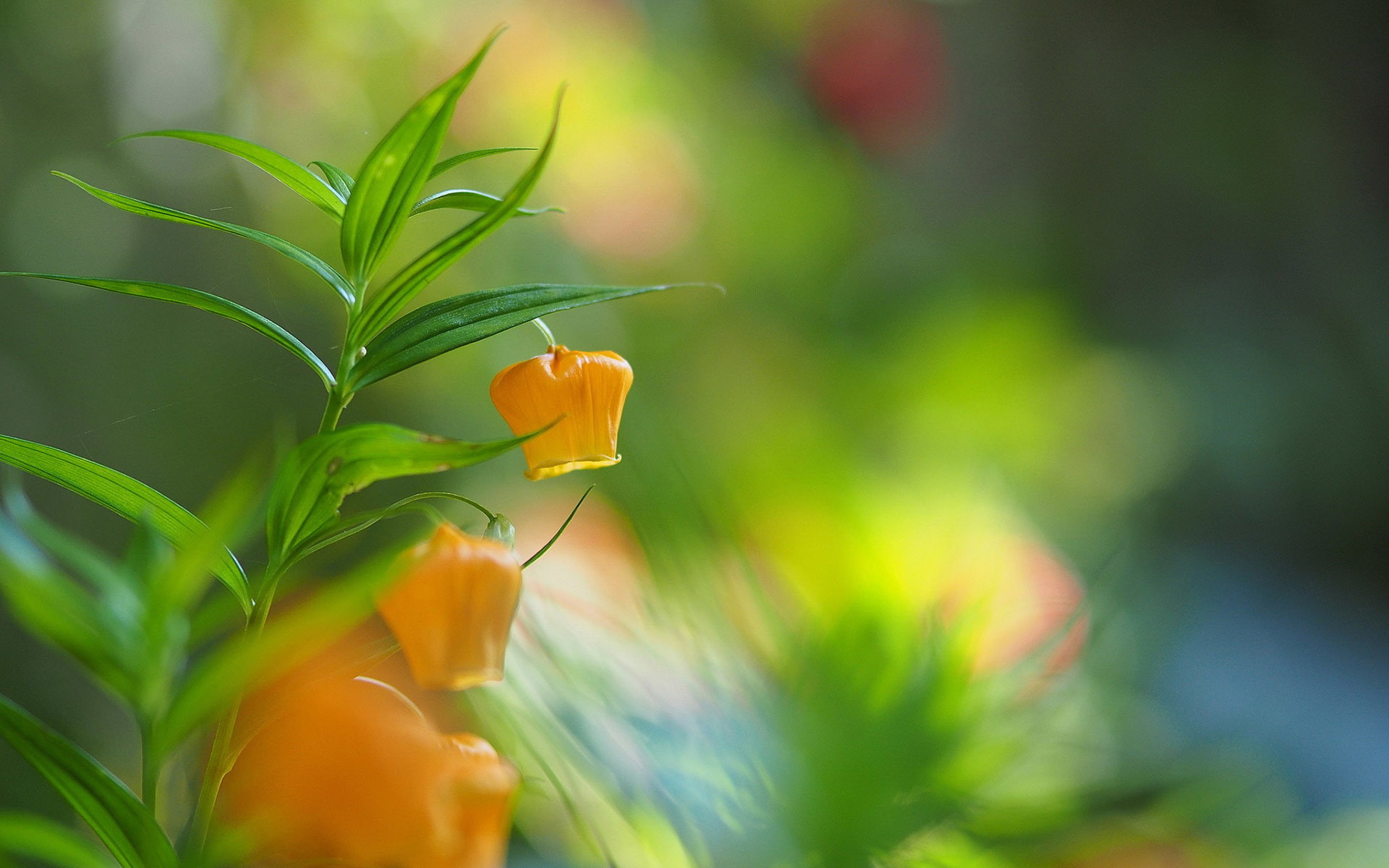 hd flowers, 4k walpapers, 1080P, 1920x1200, Flowers, floral, HD Wallpaper