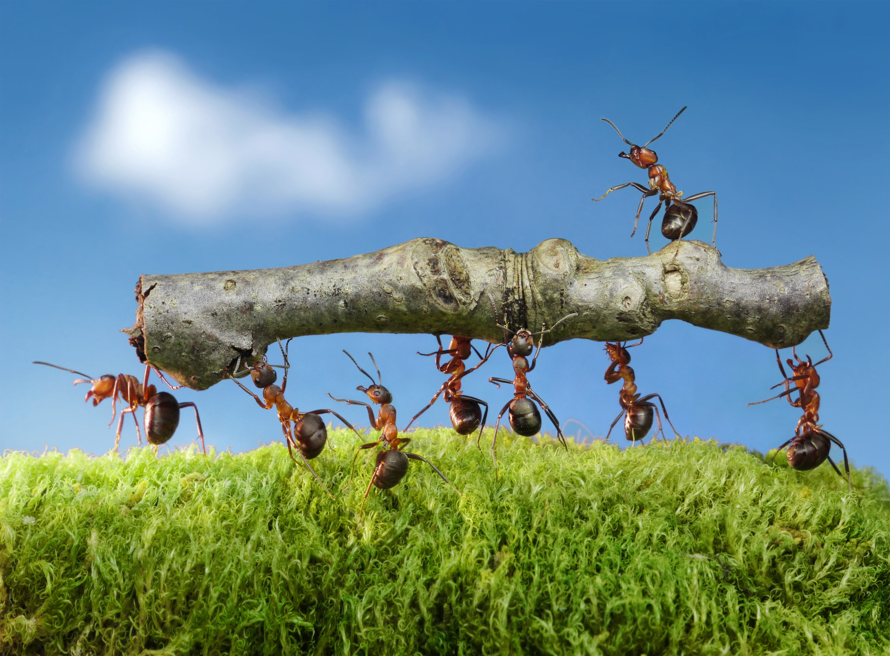 Wallpaper from lolita777, summer, insects, ants, the severity, log, work, macro, the situation, moss, 2K, HD Wallpaper