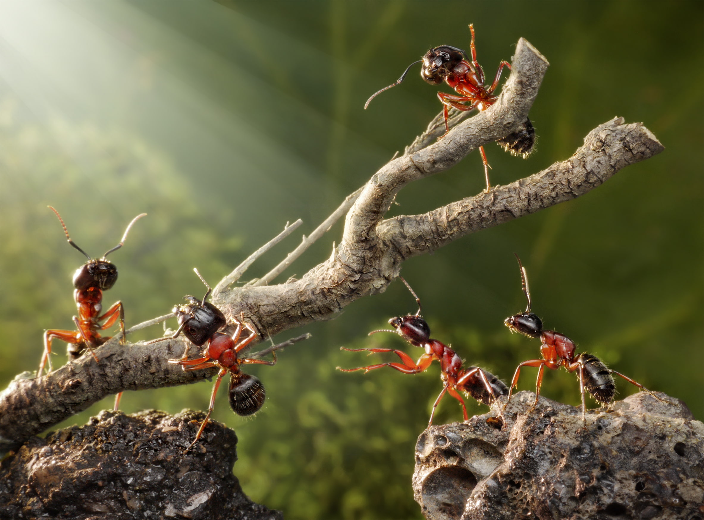 summer, green, from lolita777, branch, insects, 1080P, the situation, macro, ants, stones, HD Wallpaper