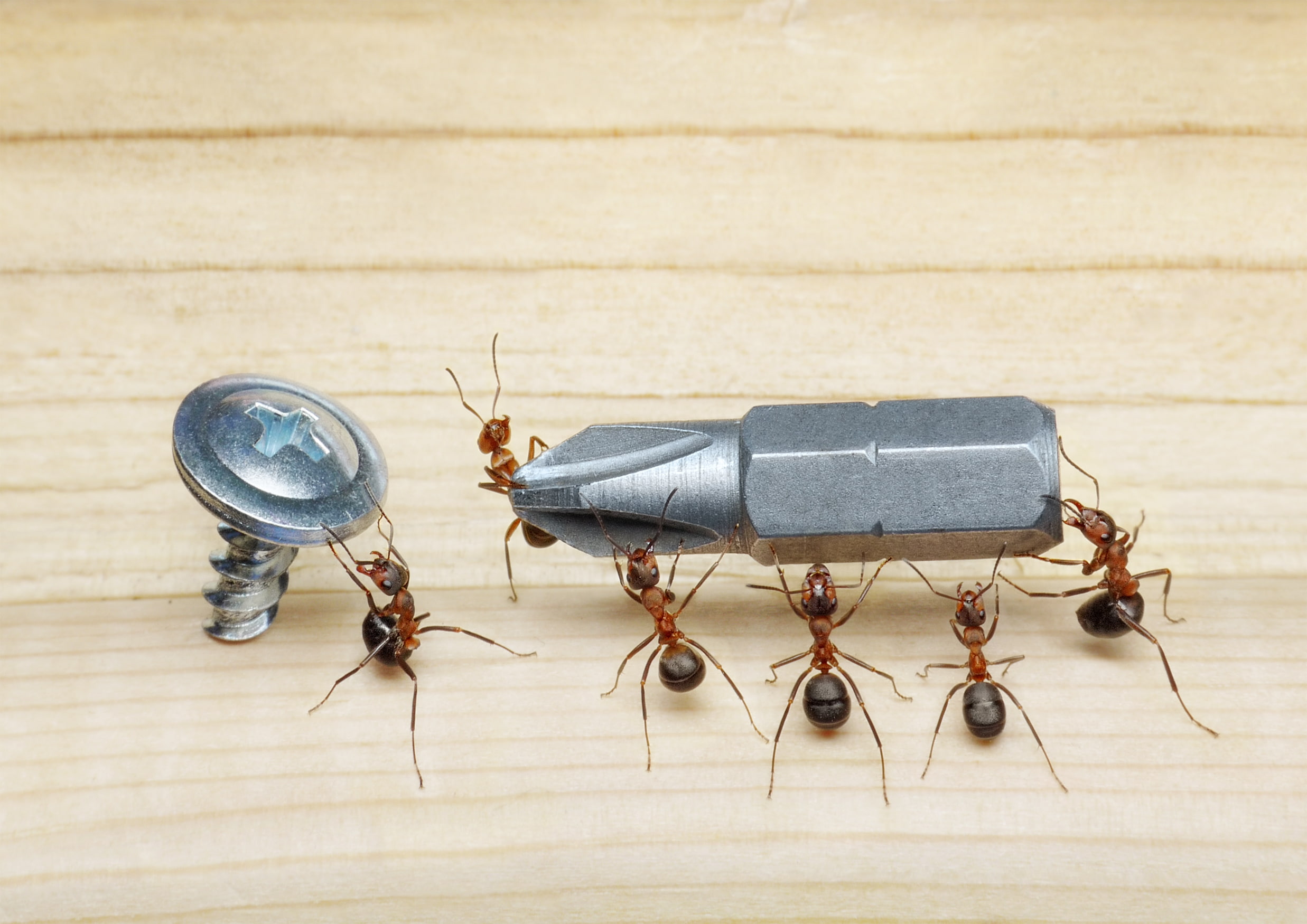 from lolita777, screw, macro, screwdriver, insects, ants, floor, 1080P, the situation, HD Wallpaper