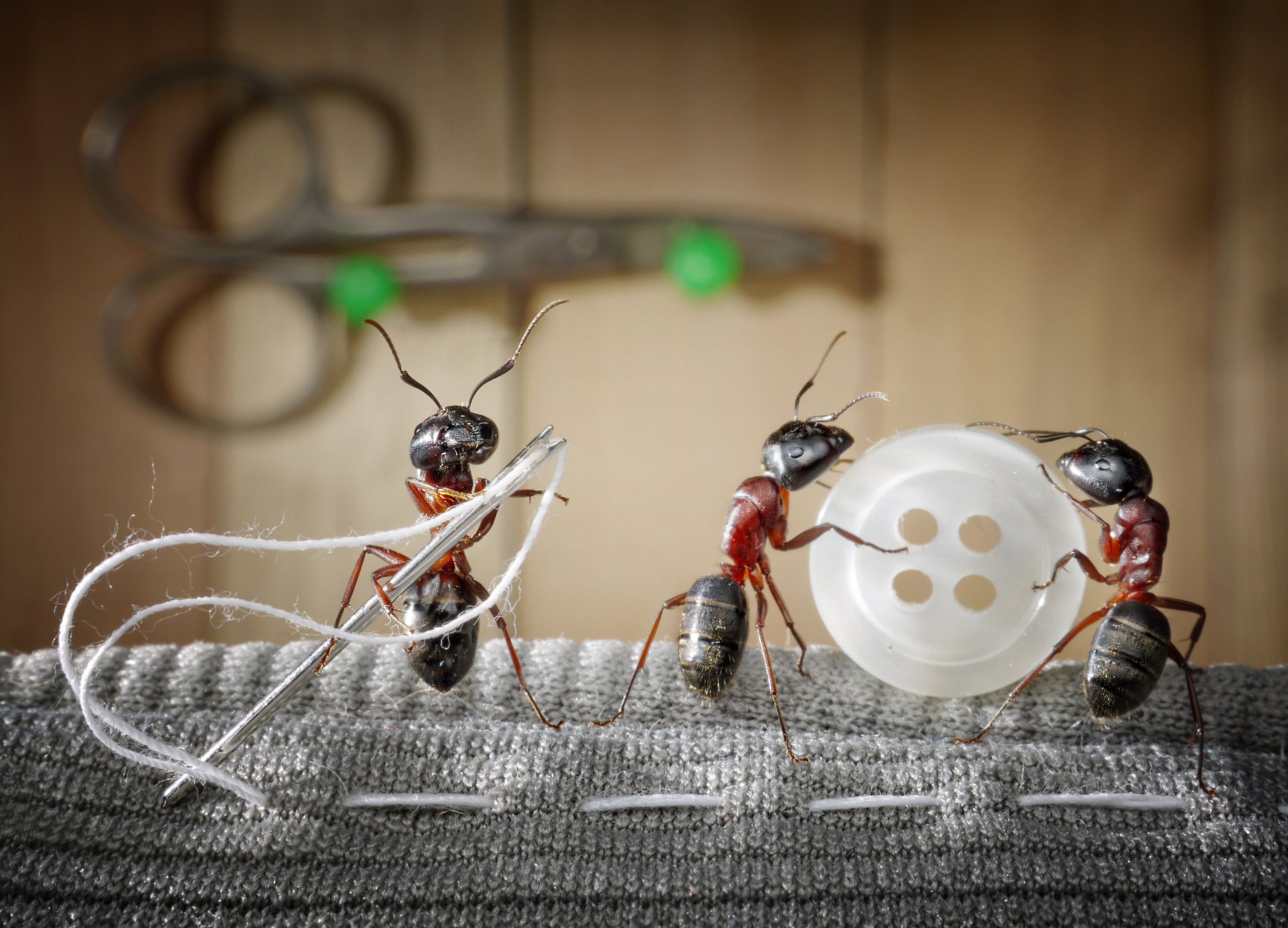 insect, scissors, animal themes, from lolita777, table, indoors, food and drink, focus on foreground, textile, group of animals, ants, still life, HD Wallpaper