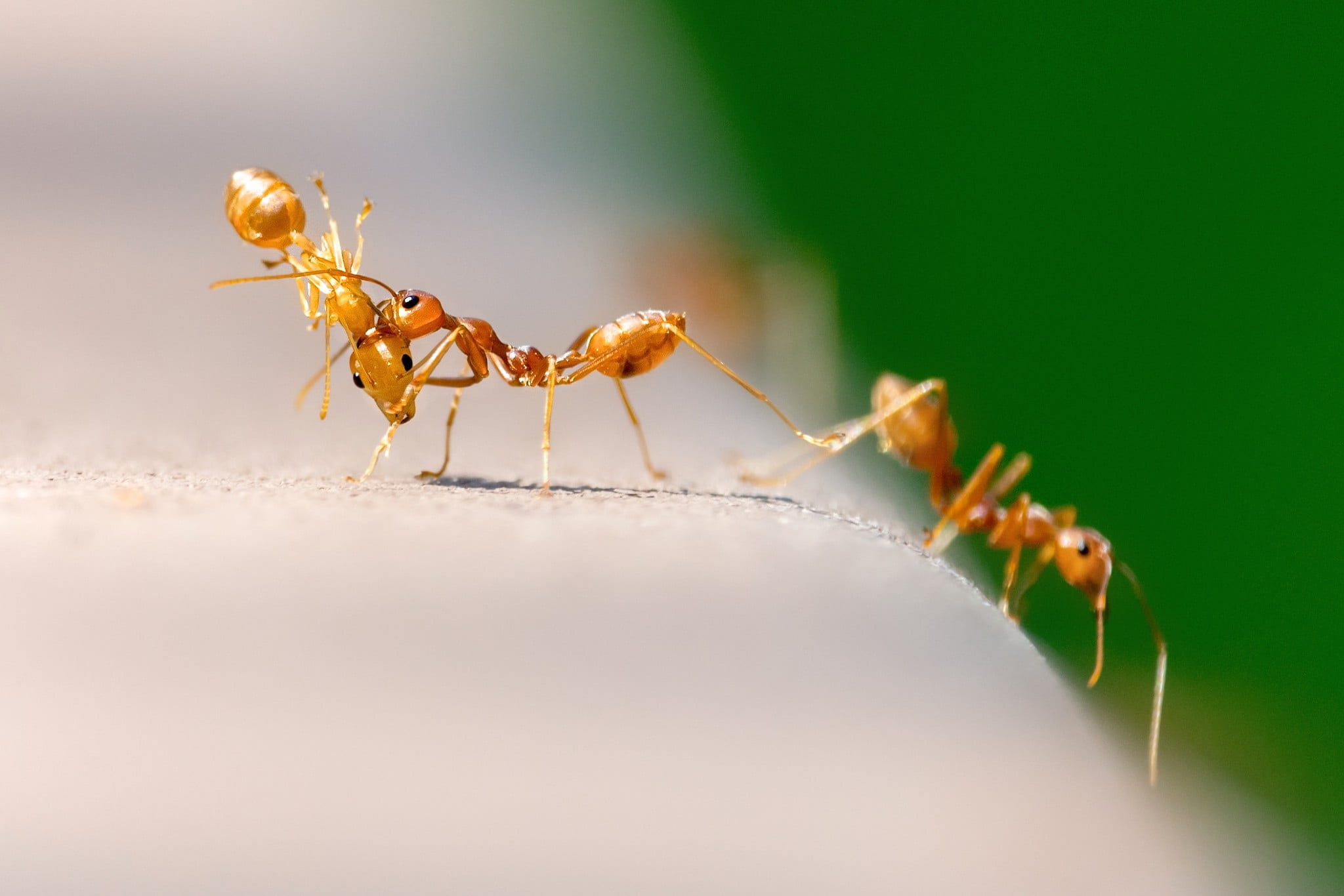 day, animal, sting, close-up, animal wildlife, two, group, focus, no people, wildlife, insect, group of animals, invertebrate, macro, ants, copy space, HD Wallpaper