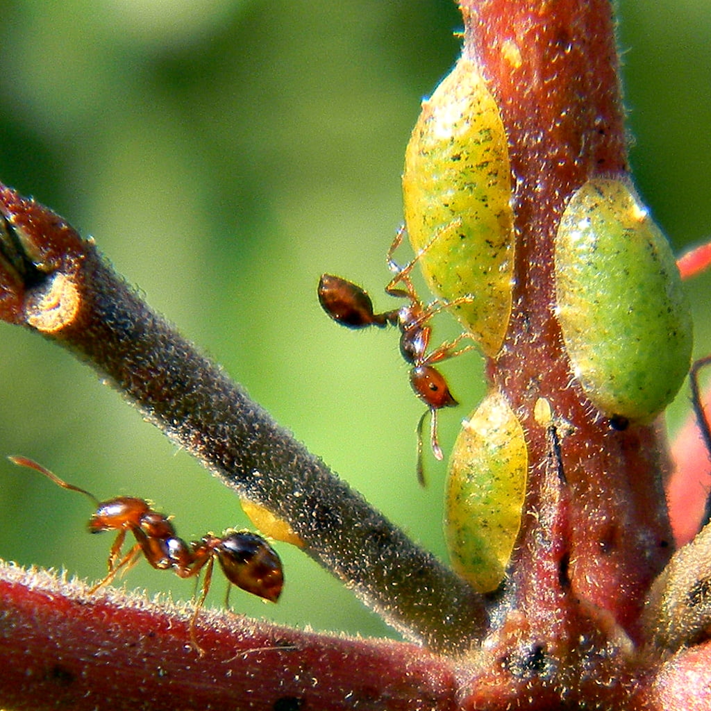 Myrmecology, Herding, two, Coccoidea, macro photography, scale  insects, Nikon  Coolpix, close-up, Frenchmans Forest Natural Area, honeydew, branch, shepherd, Phone HD Wallpaper