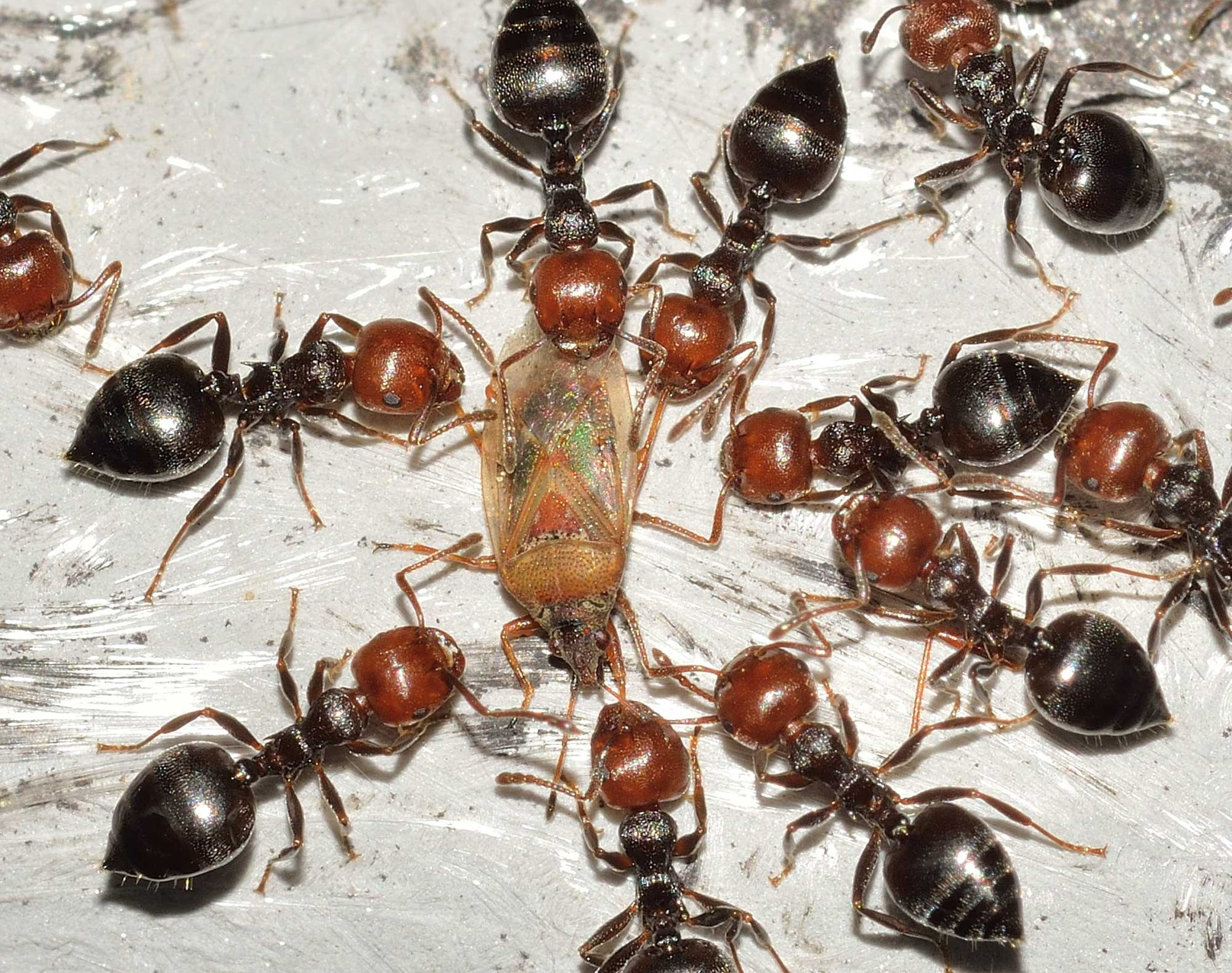 large group of objects, invertebrate, no people, close-up, directly above, healthy eating, fire, high angle view, animals in the wild, ants, chestnut - food, HD Wallpaper
