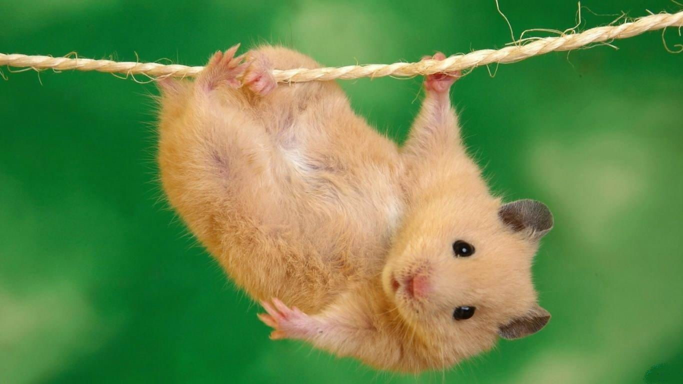 animals, hamster, cute, nice, hd, eyes, acrobat, 720P, HD Wallpaper