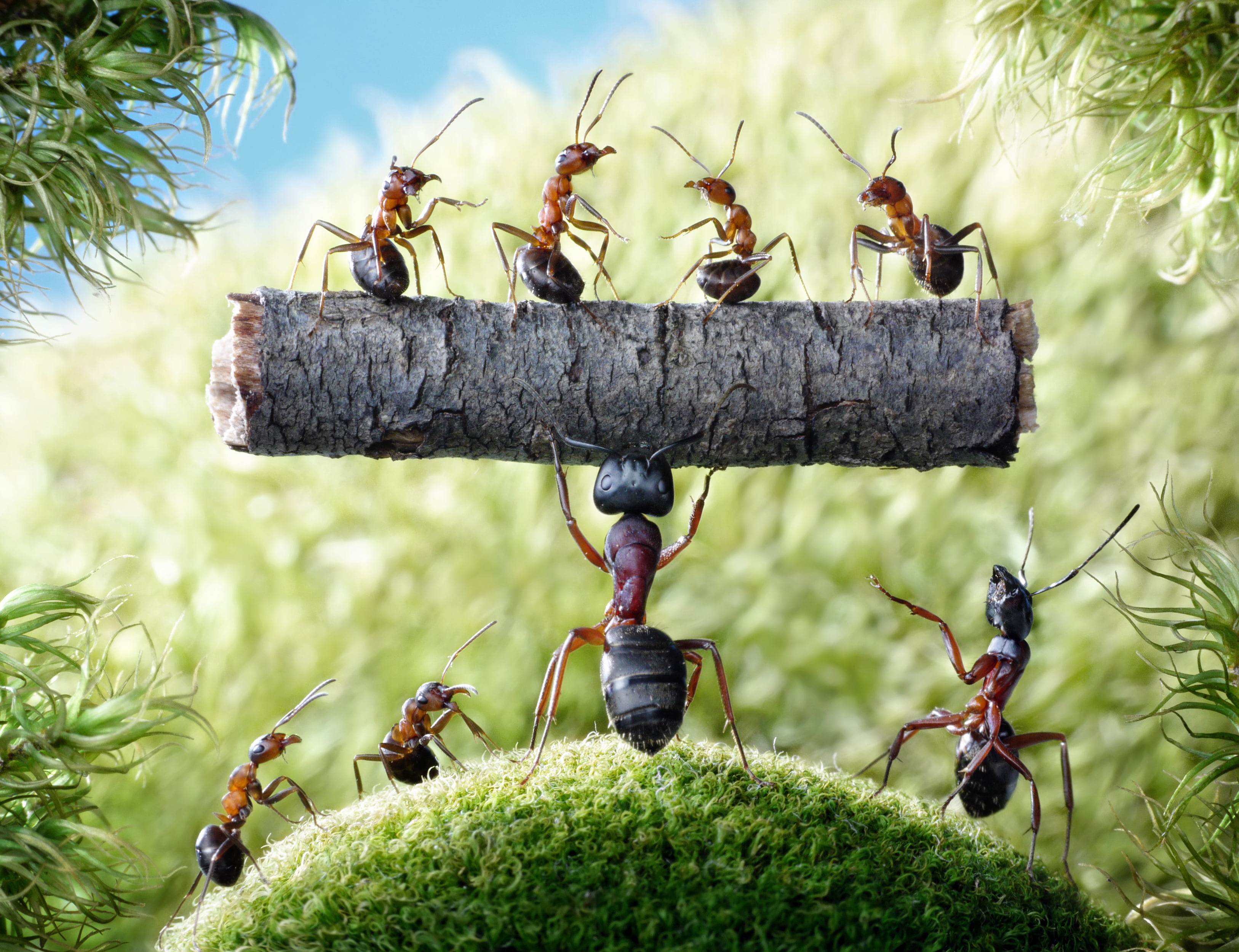 sunlight, insect, plant, growth, perching, group of animals, insects, grass, animal themes, 2K, green Color, close-up, log, the situation, brown, no people, HD Wallpaper