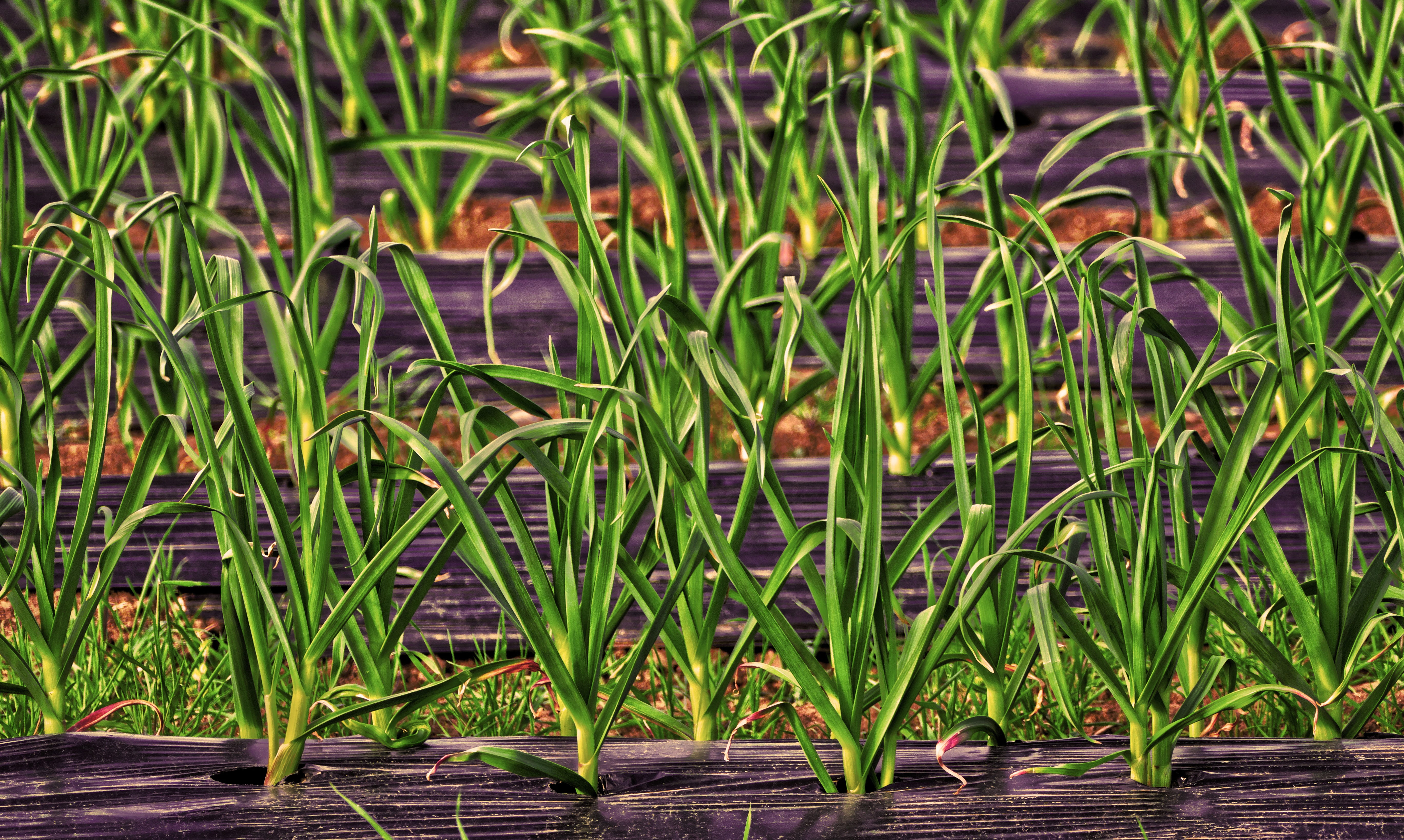 wood - material, plant part, no people, lake, plant, weather protection, film cultivation, fold, bent, 5K, vegetables, wrinkled, beauty in nature, outdoors, HD Wallpaper