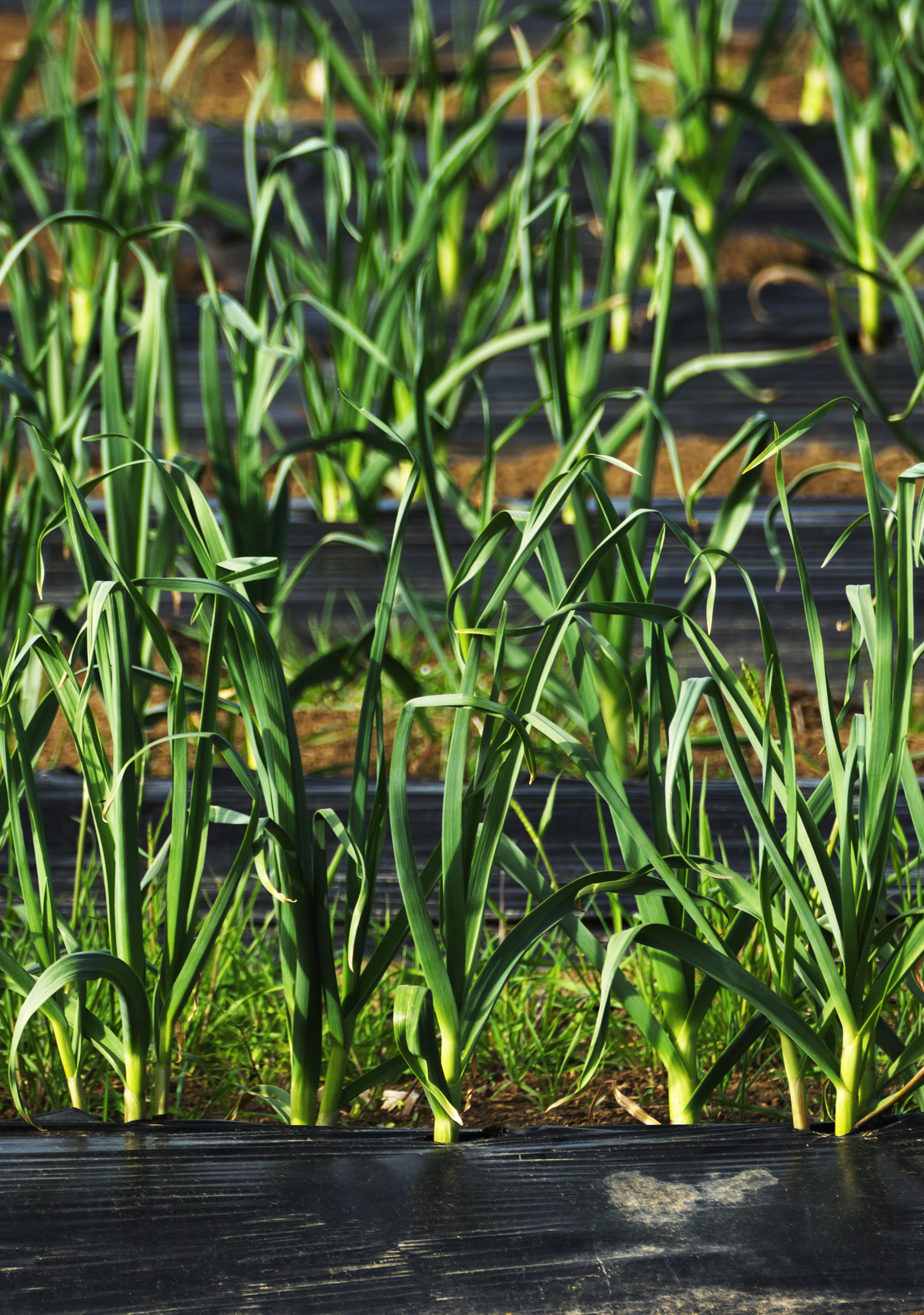 nature, slide, plant part, wrinkled, day, leaf, leek, freshness, rain protection, fold, growth, green color, grass, bent, bamboo - plant, vegetables, outdoors, Phone HD Wallpaper