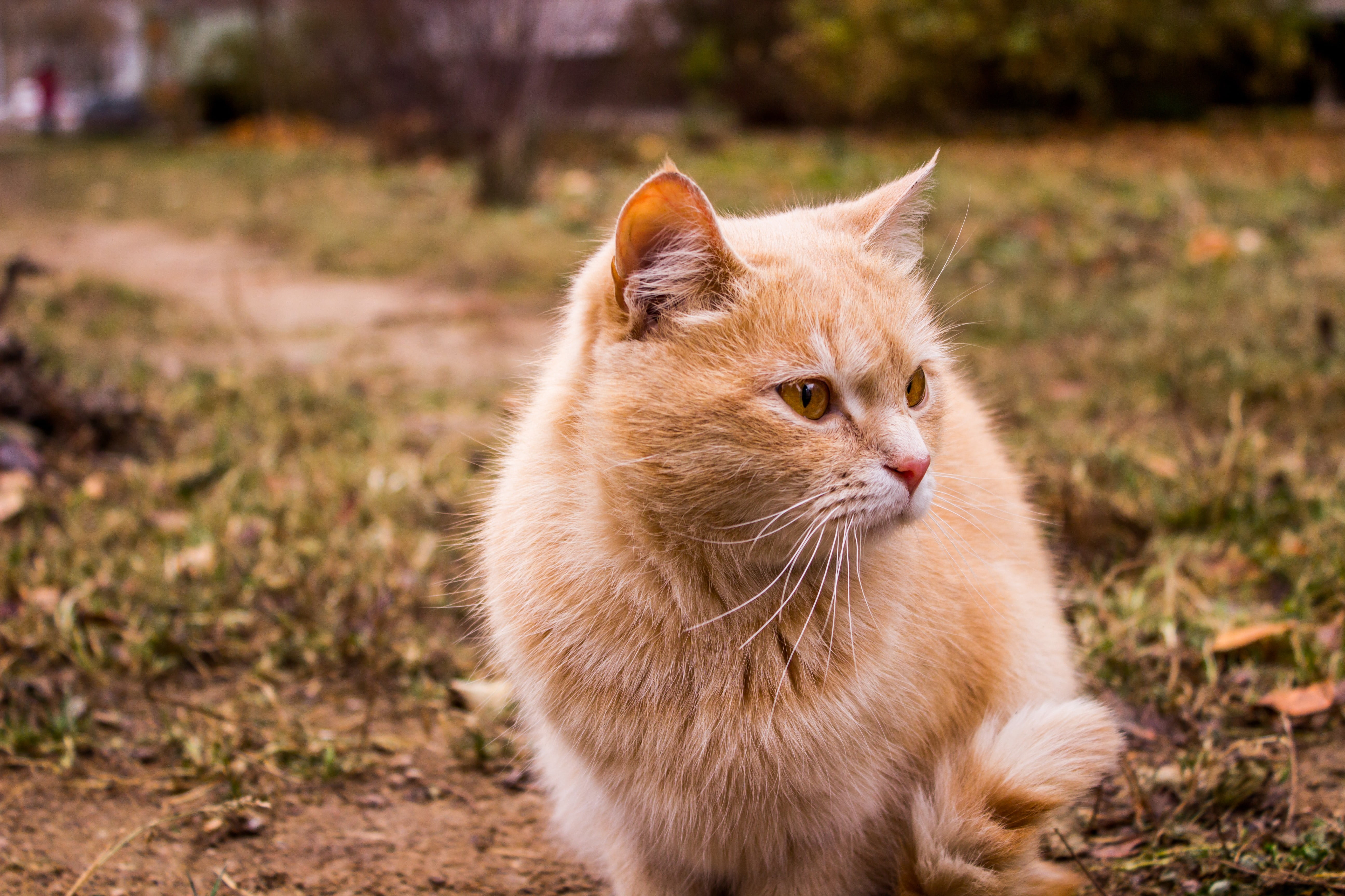 field, orange, cat, feline, 5K, focus on foreground, outdoors, ginger cat, Russia, mammal, vertebrate, tabby, animals, one animal, no people, pets, land, HD Wallpaper