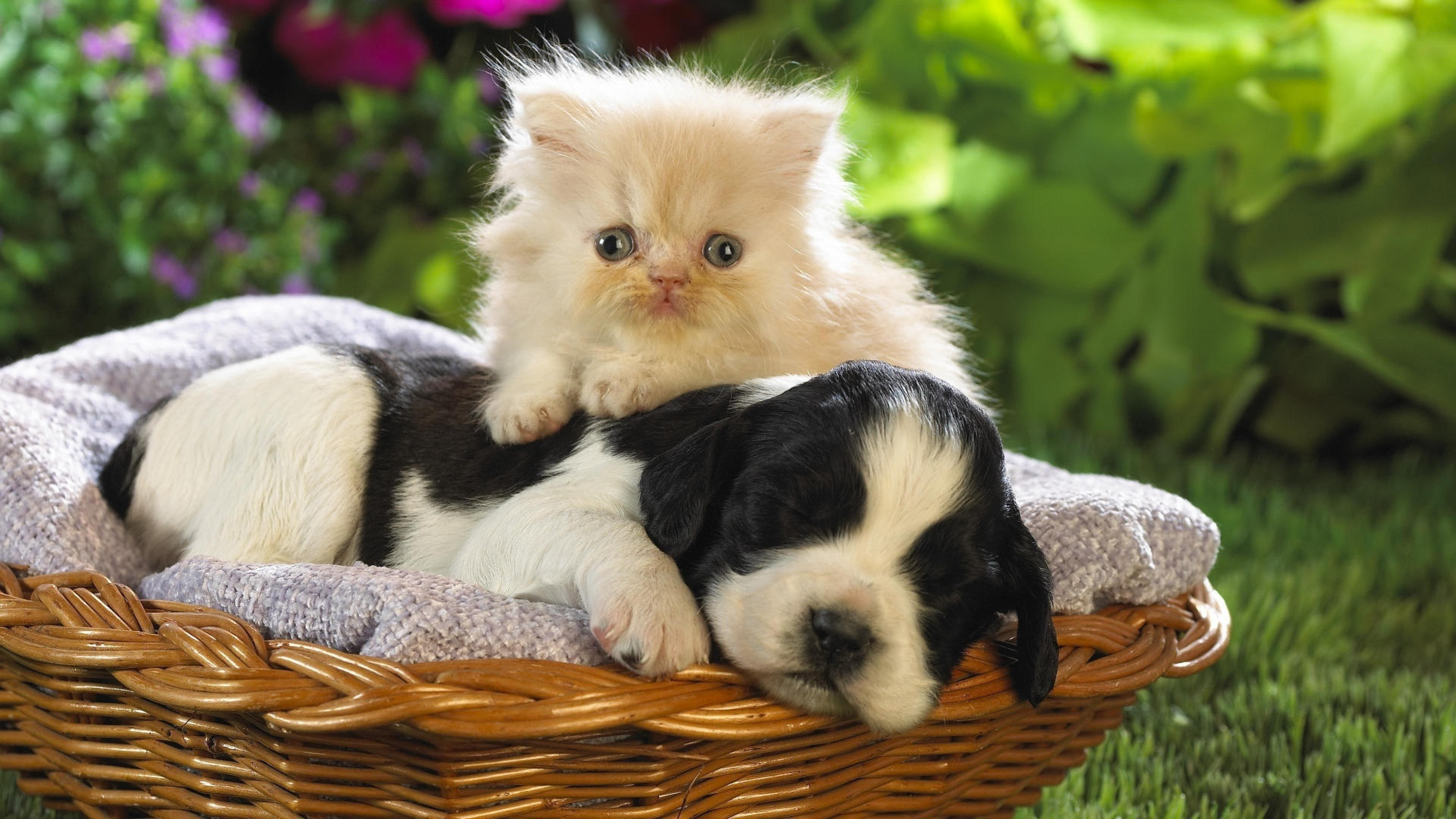 cat, kitty, dog, basket, cut, 4K, puppy, HD Wallpaper