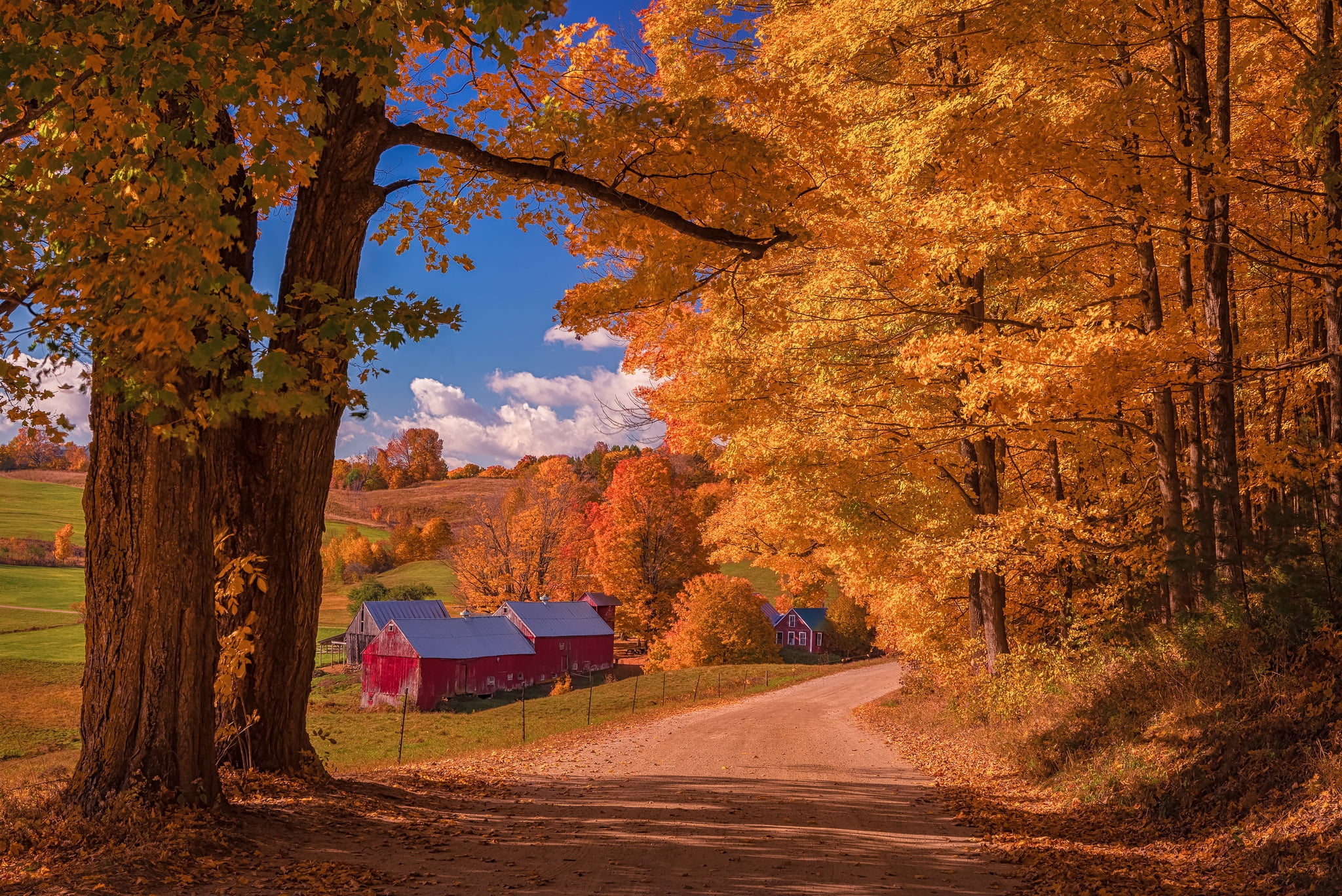 foliage, scenics - nature, forest, sheds, sky, USA, Golden autumn, branches, houses, light, bright, autumn collection, crown, non-urban scene, outdoors, HD Wallpaper