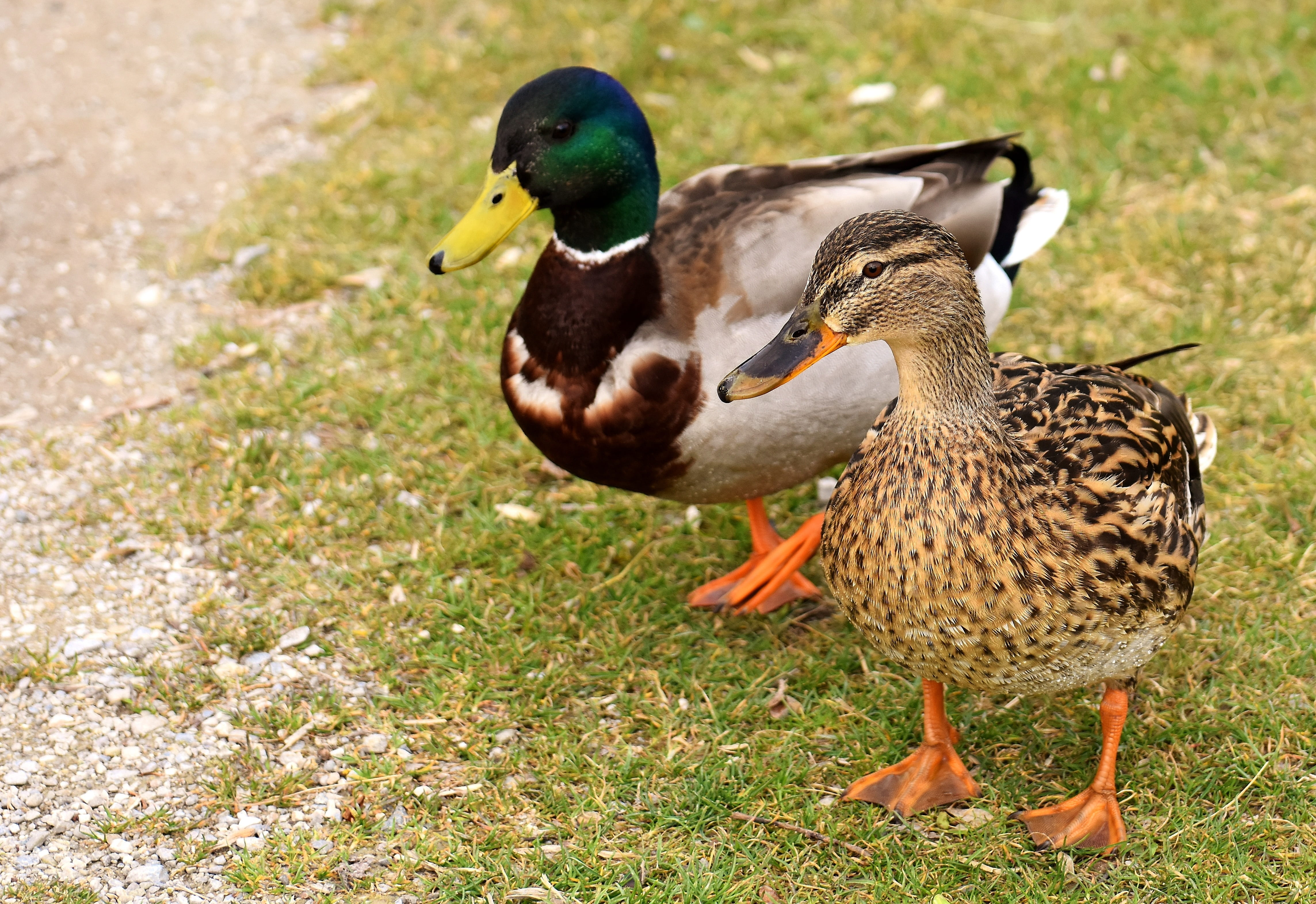 one animal, males, nature, poultry, plant, animals, no people, land, 4K, duck, outdoors, male animal, birds, female, grass, walk, animal themes, vertebrate, HD Wallpaper