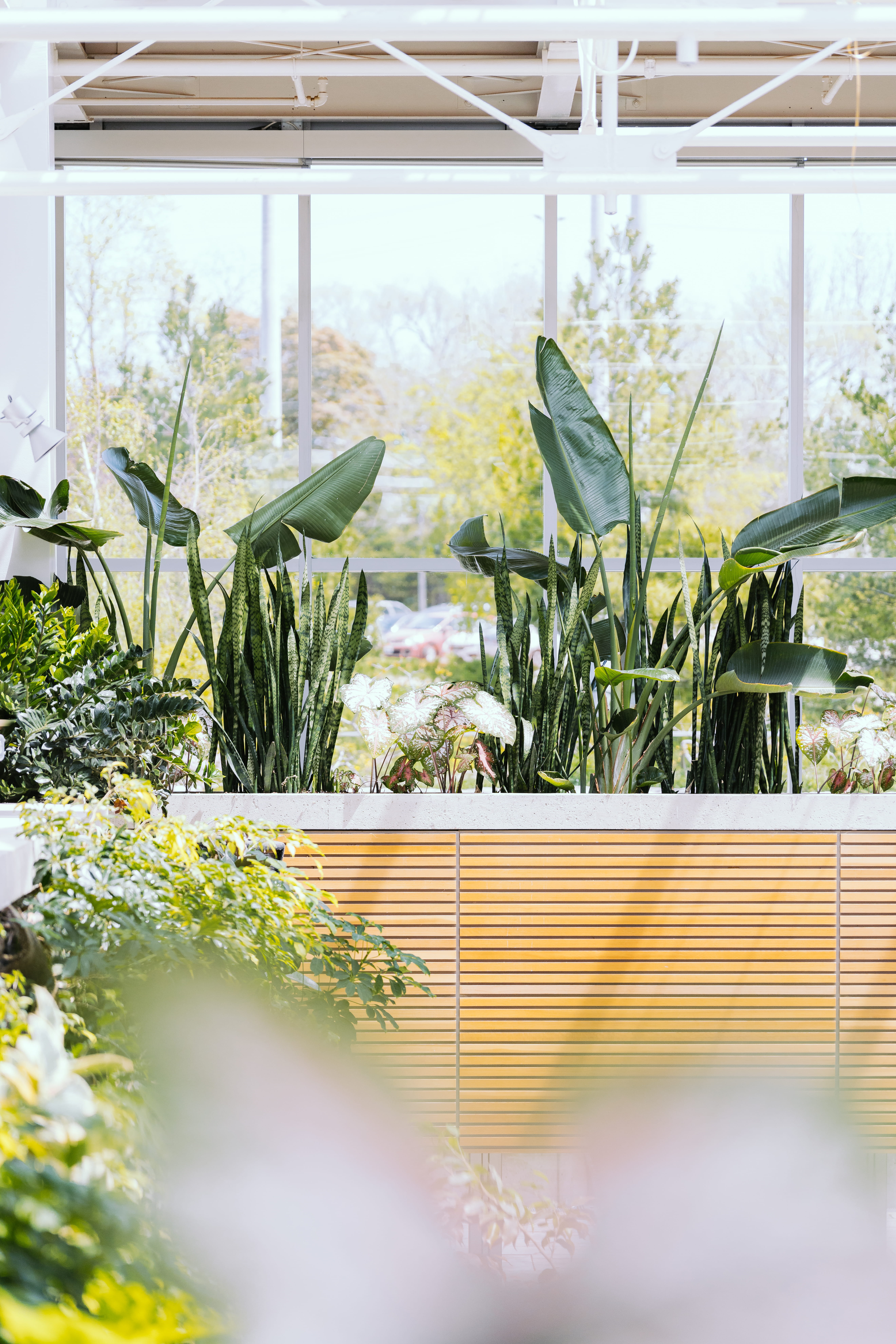 plant nursery, agriculture, botanical gardens, nature, plant, plants, blooming, blossom, green, plant part, flowers, green color, glass - material, seat, Phone HD Wallpaper