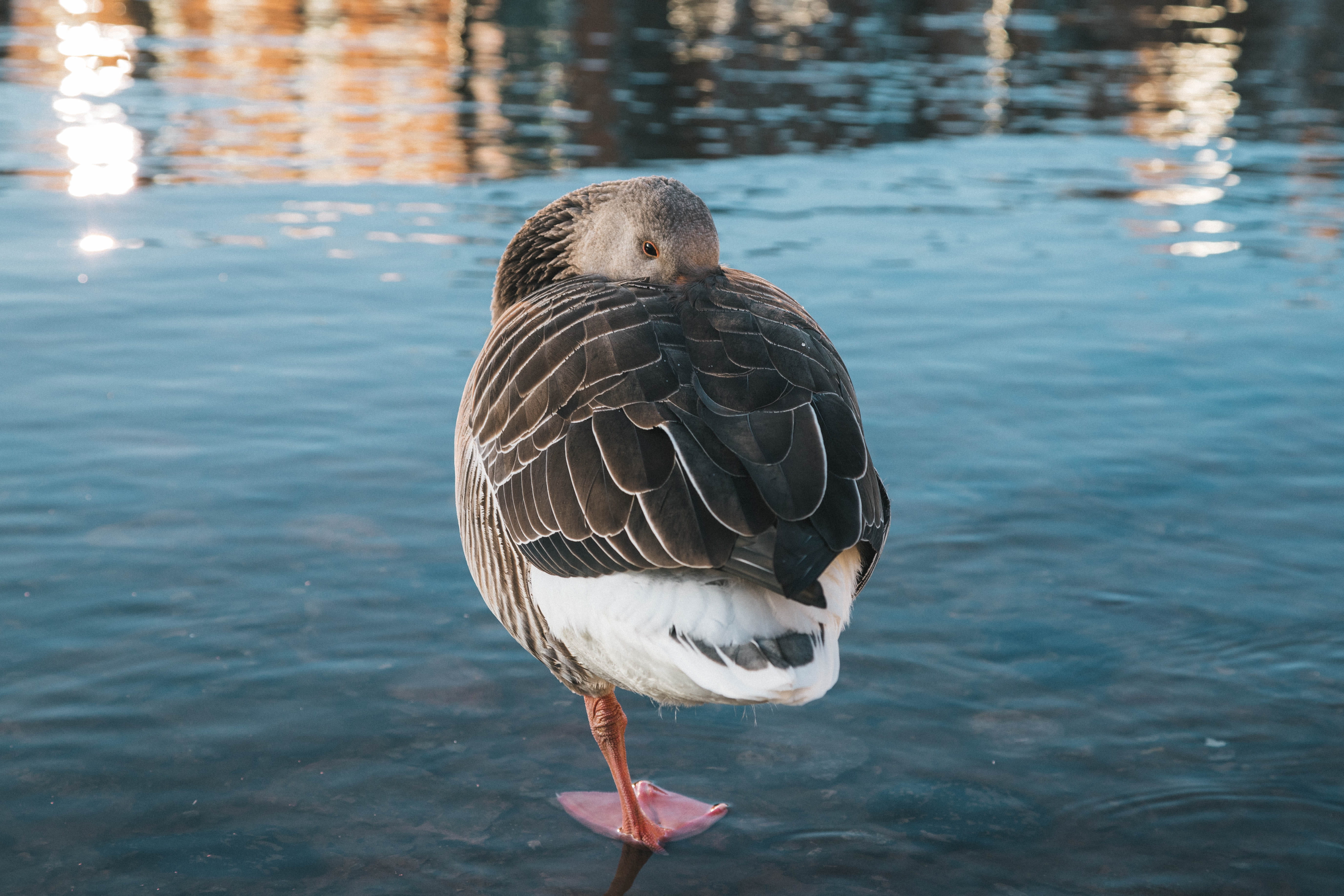 water bird, mallard, sea, sleep, anseriformes, animal themes, teal, animal wildlife, animals in the wild, no people, one leg, water, goose, gander, focus on foreground, HD Wallpaper