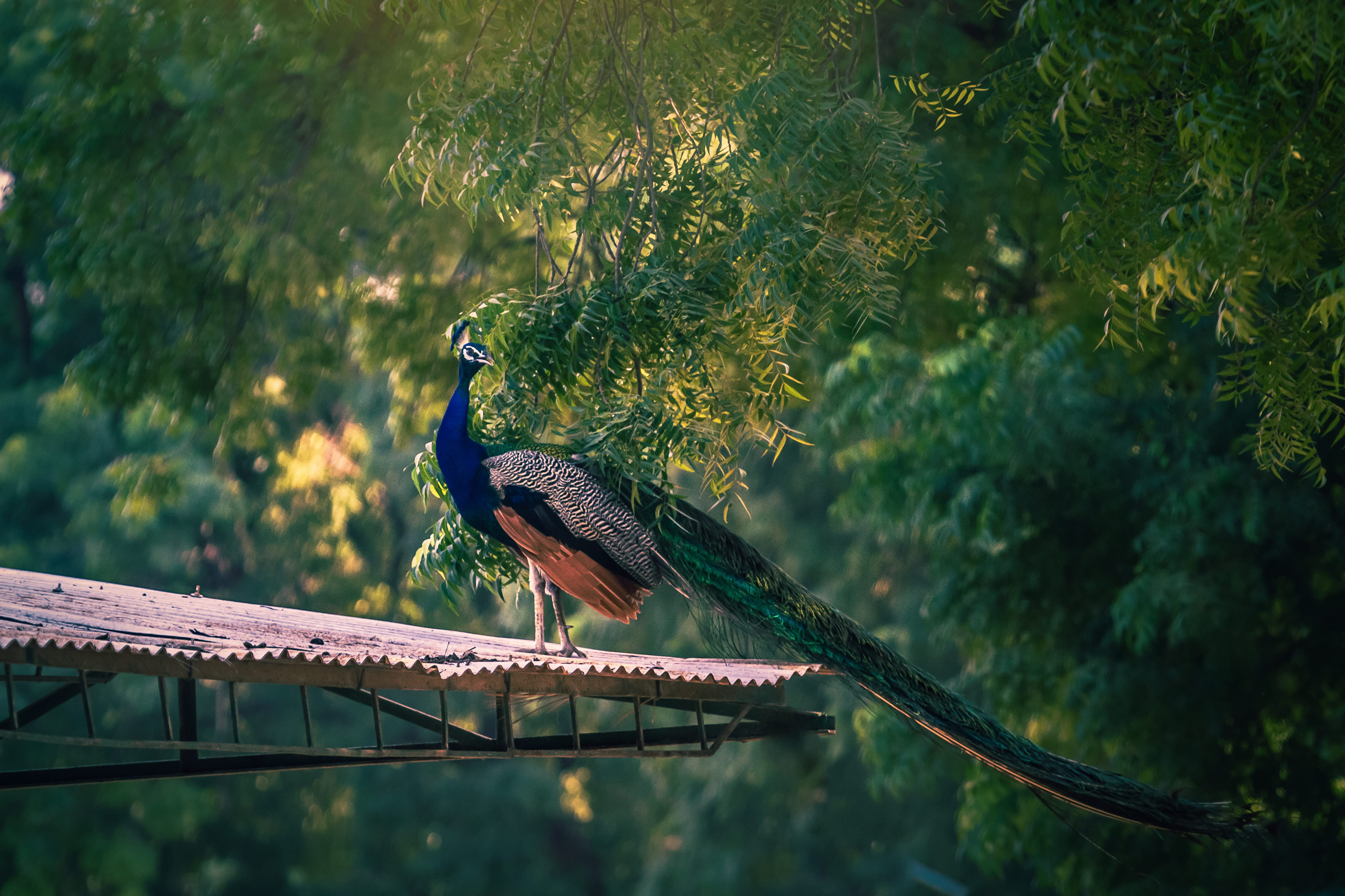 no people, invertebrate, tree, outdoors, tank, 5K, plant, reptile, mammal, feather, perching, zoo, animal, full length, blackbird, lizard, beauty in nature, HD Wallpaper