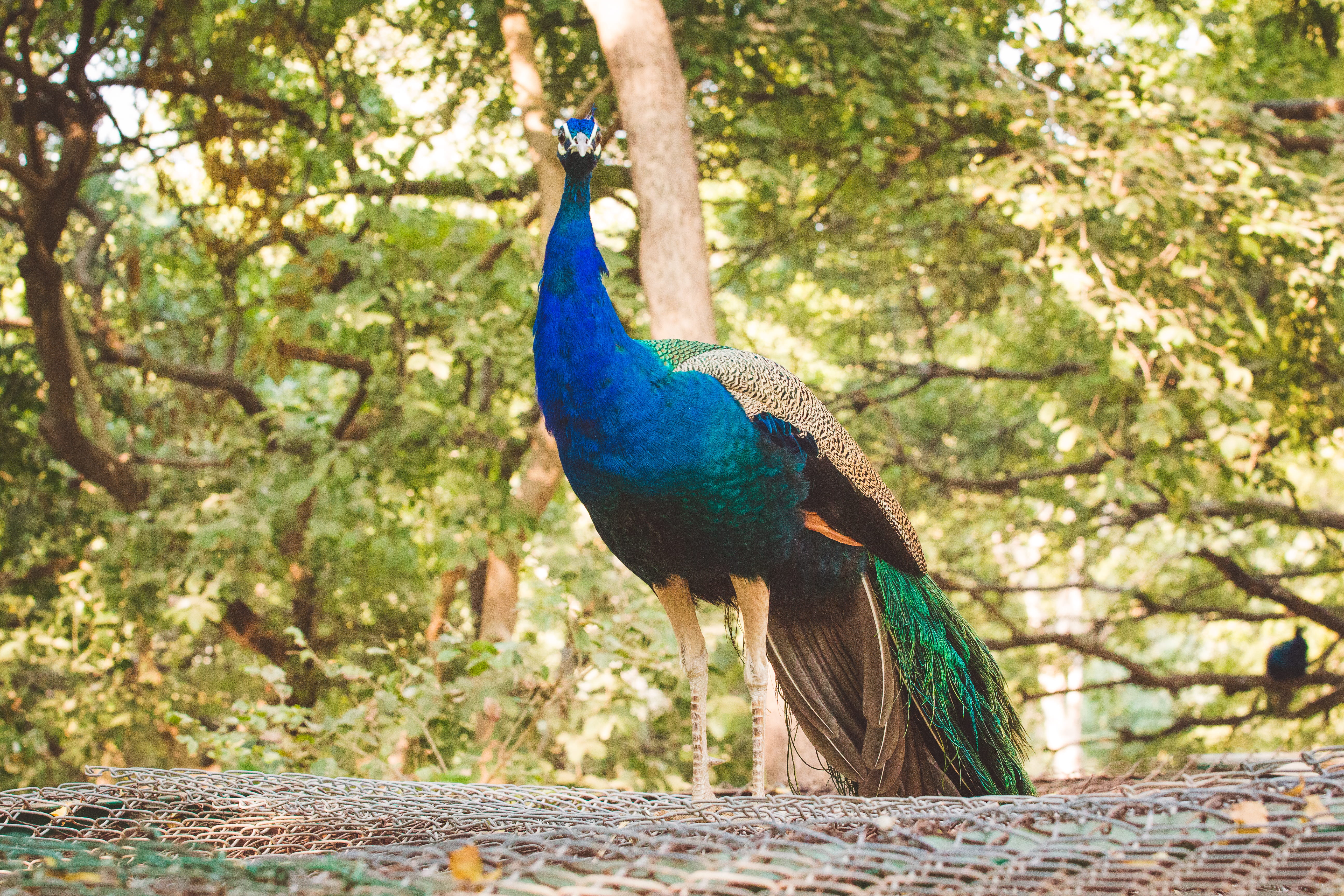 selective, feathers, peacock, animal, nature park, zoo, male animal, peafowl, focus on foreground, animals in the wild, gandhinagar, indroda nature park, HD Wallpaper