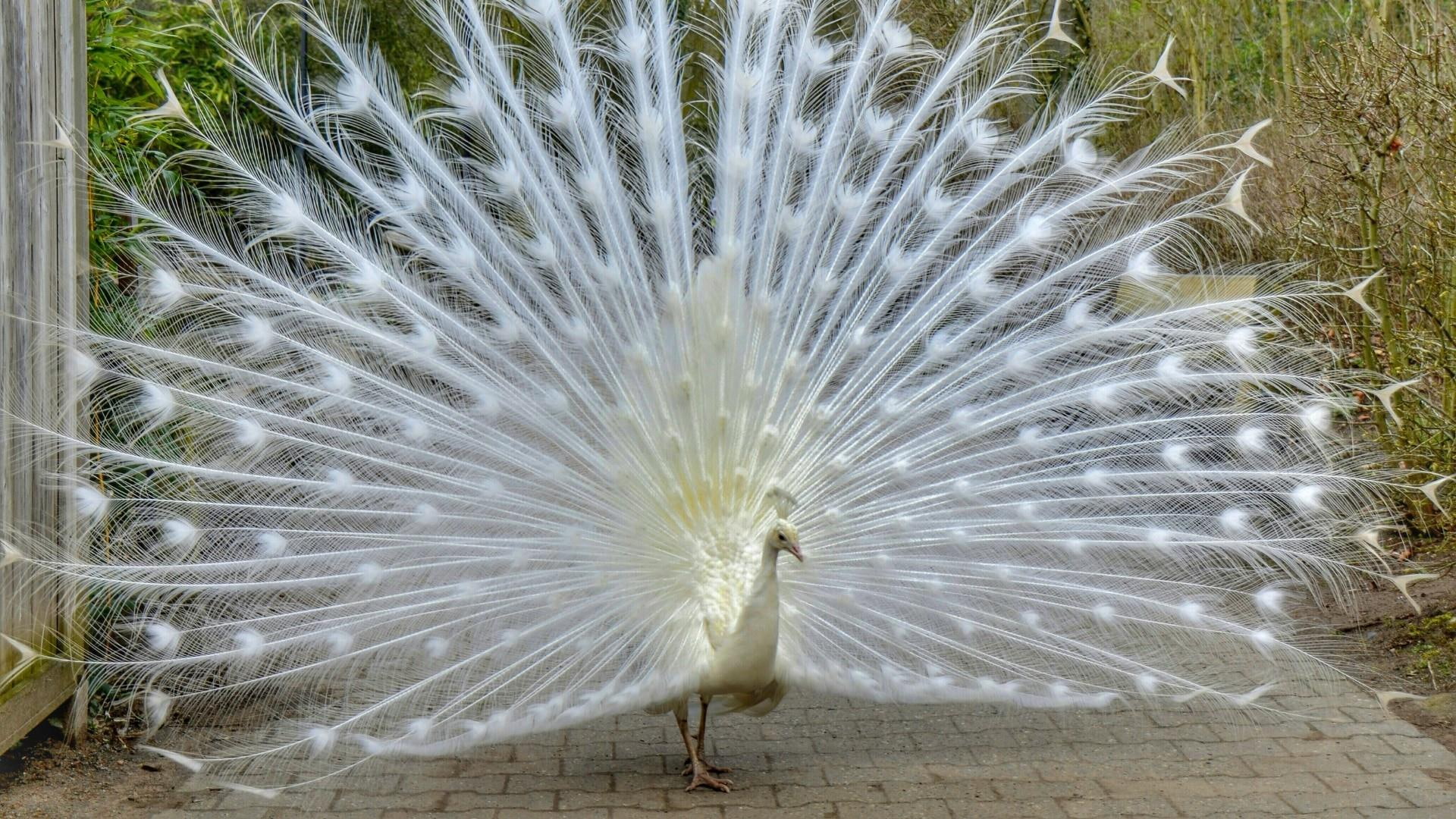 beautiful, 1080P, animal, peacock, animals, bird, tail, HD Wallpaper