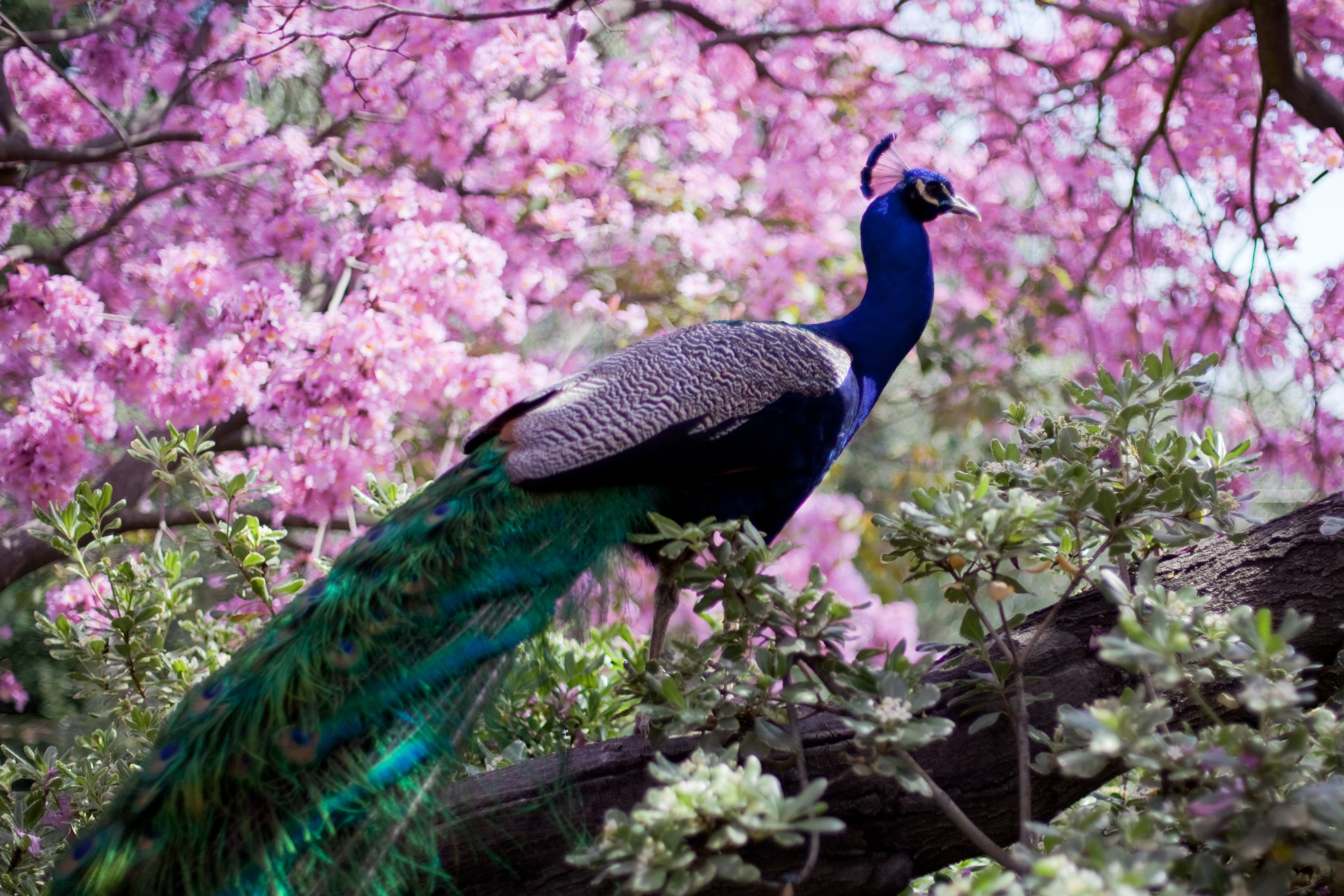 8k, peacock, Colorful, 4k, HD, 4K, bird, HD Wallpaper
