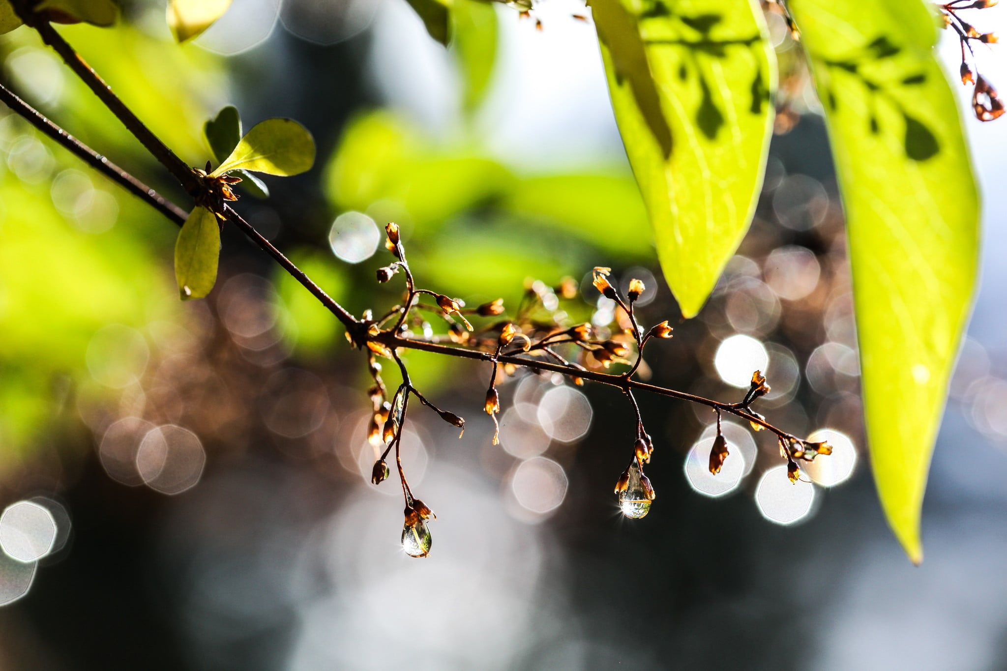 nature, plant, plant part, green color, lens flare, sunlight, animal wildlife, fragility, branch, focus on foreground, selective focus, green, tree, beauty in nature, HD Wallpaper